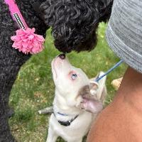 Dino, a ADOPTABLE mixed breed in Albany, NY image 3/3