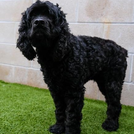 Fredrick, an adopted Cocker Spaniel in Newport Beach, CA image 1/2