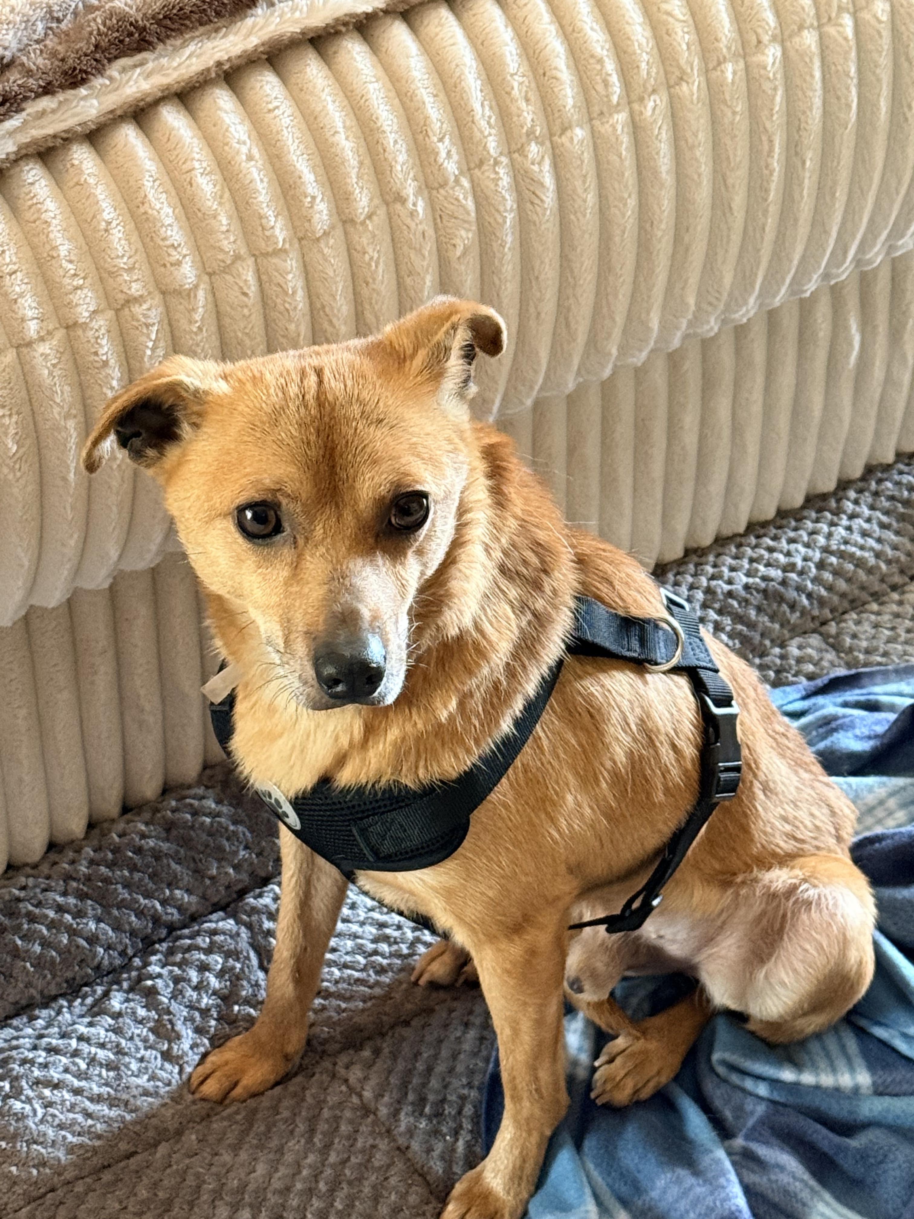Charlie, Adoptable, Adult Male Terrier.
