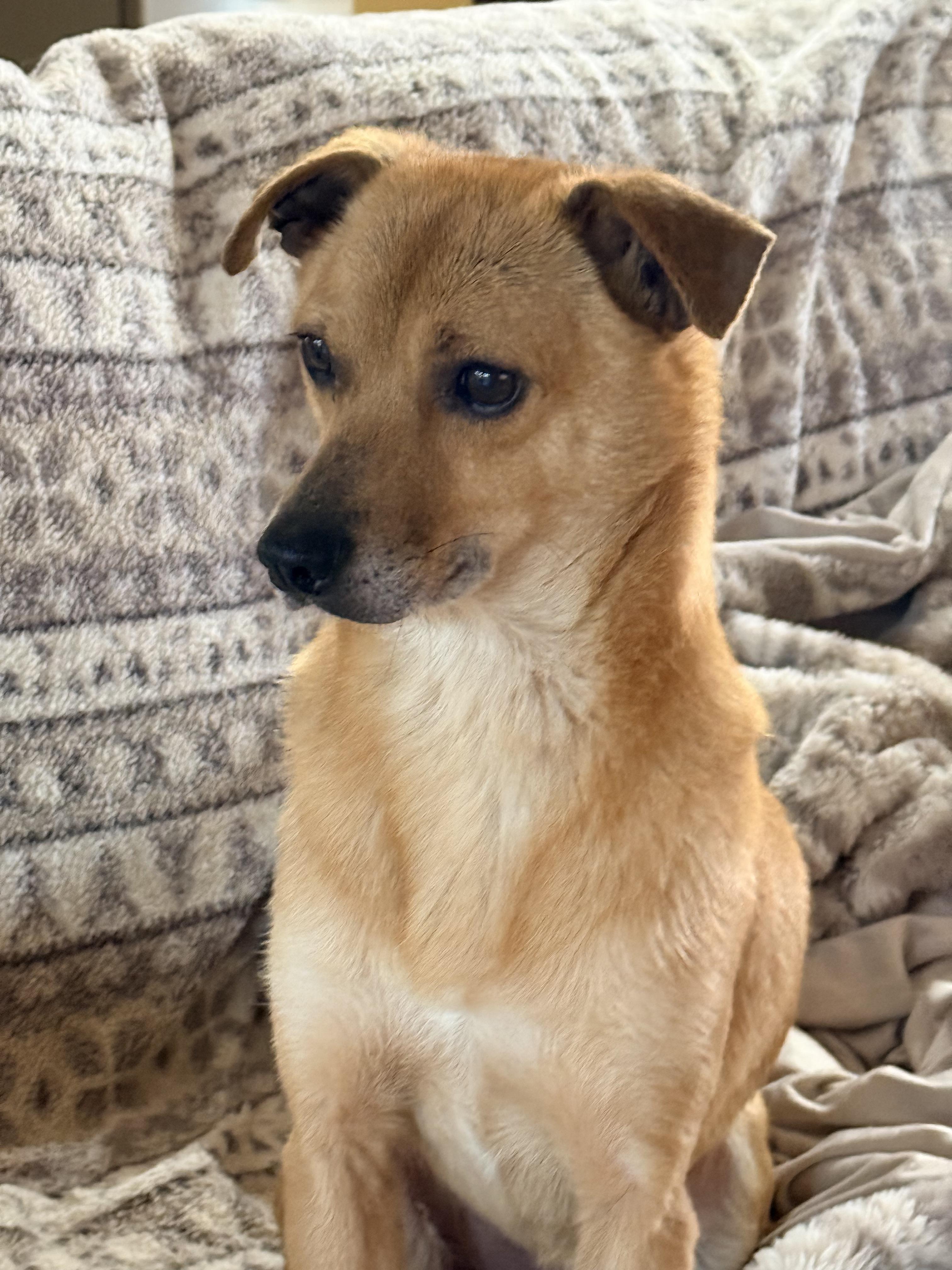Charlie, a Adoptable mixed breed in Dandridge, TN image 2/2