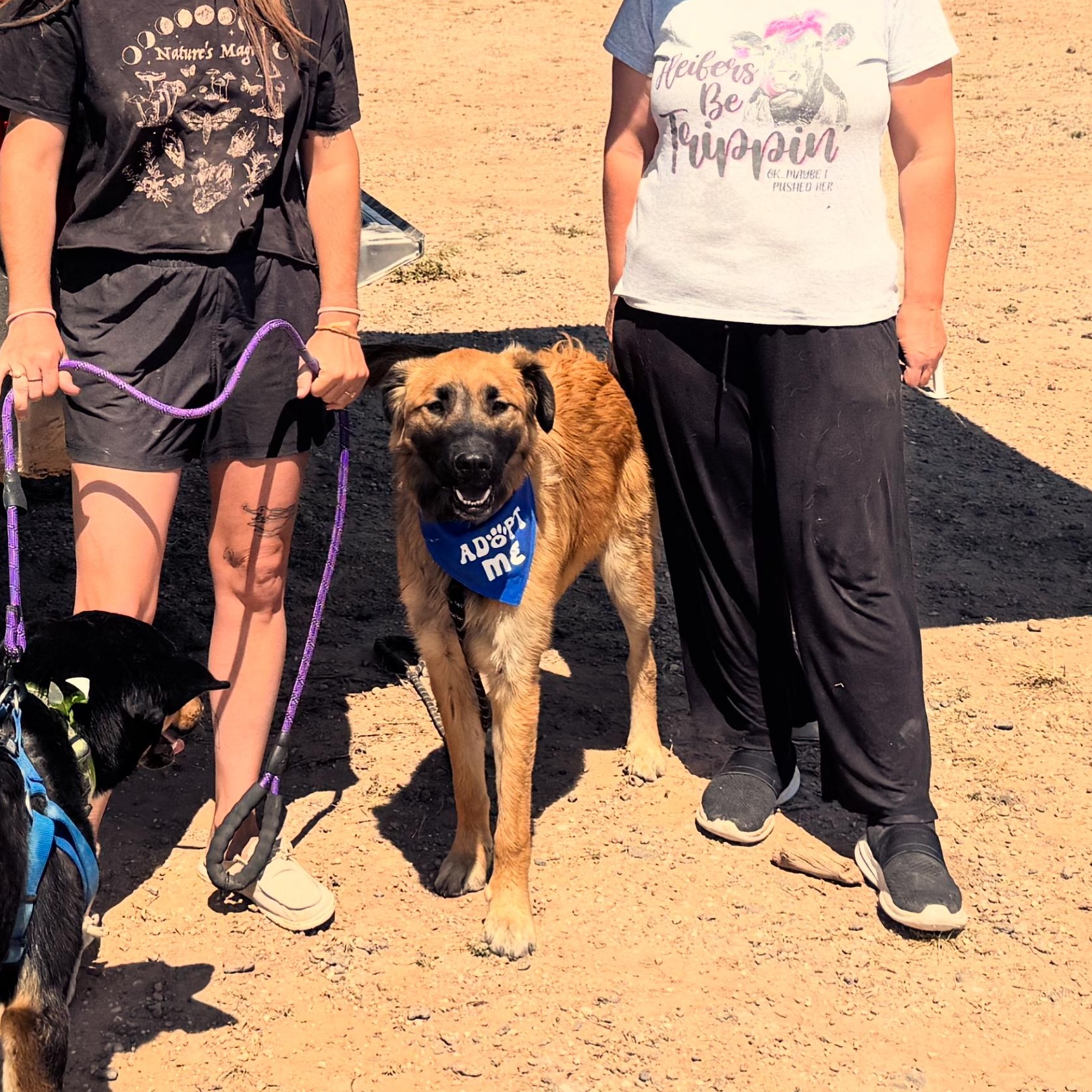 Ember, Adoptable, Young Female Anatolian Shepherd.