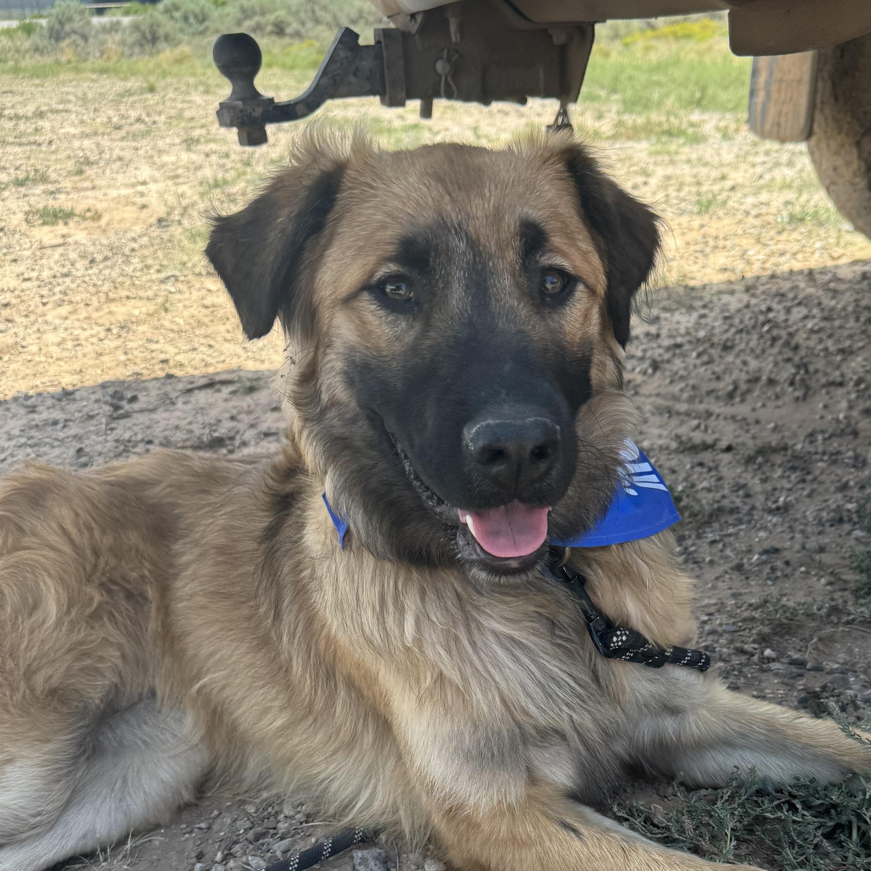 Enlarge Ember, a Adoptable mixed breed in Carson, NM image 3/3