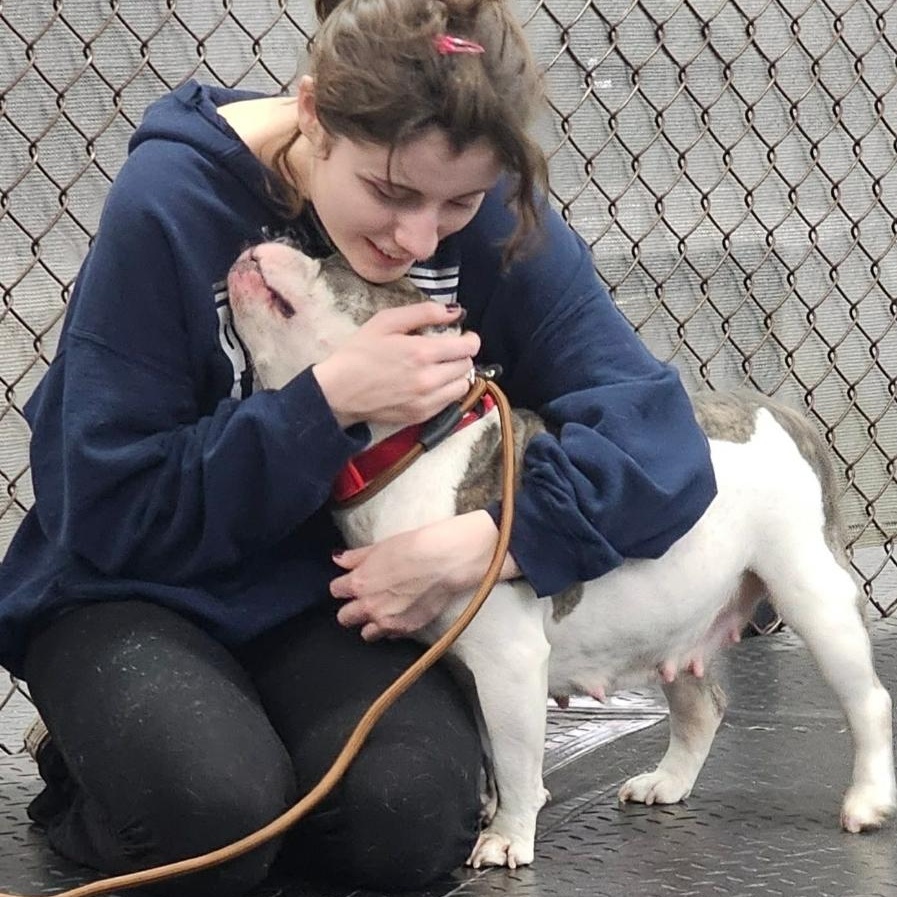 Callie, a ADOPTABLE mixed breed in Plainfield, IL image 4/4