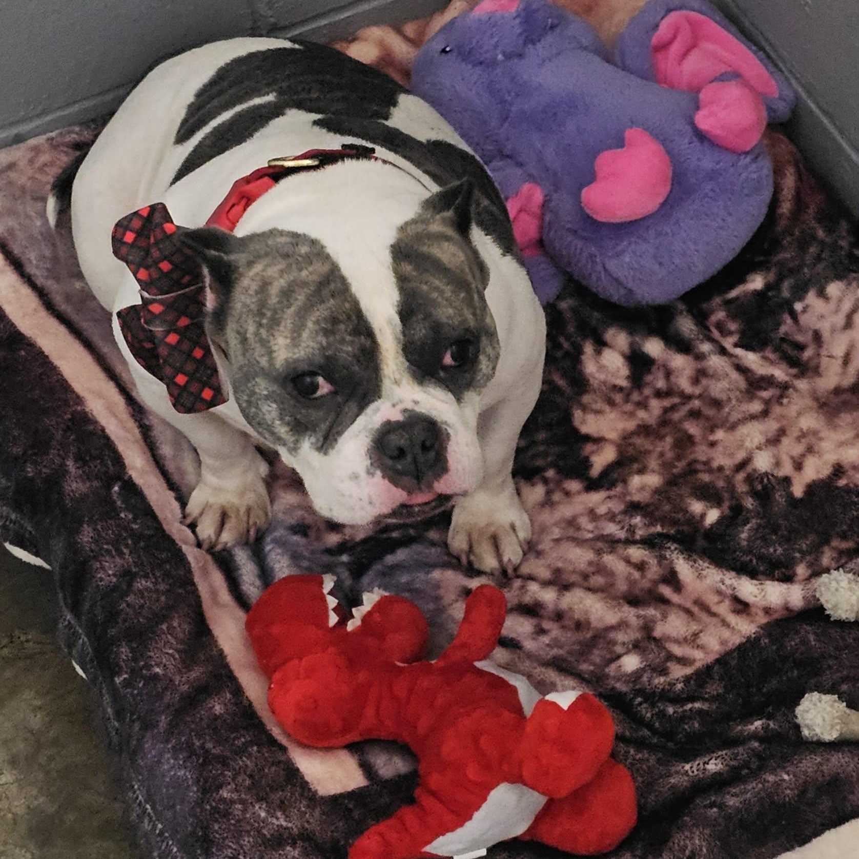 Callie, a ADOPTABLE mixed breed in Plainfield, IL image 3/4