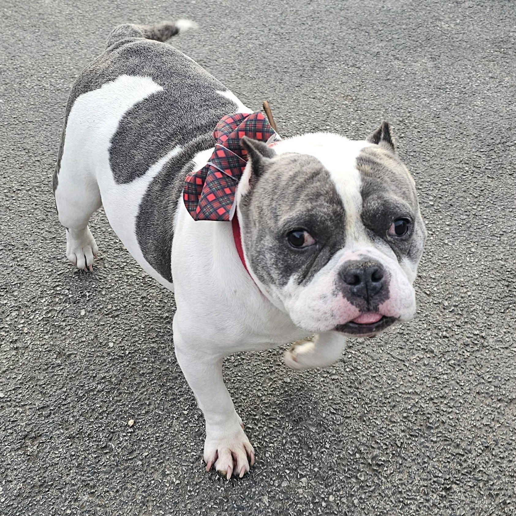 Callie, a ADOPTABLE mixed breed in Plainfield, IL image 2/4