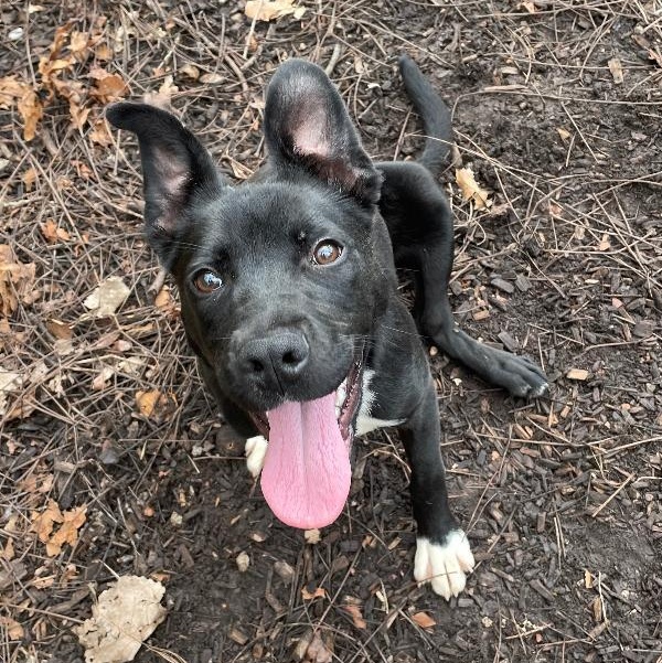 Enlarge Heidi, an adopted Mixed Breed in Spencer, IN image 1/3