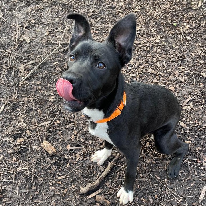 Enlarge Heidi, an adopted Mixed Breed in Spencer, IN image 3/3