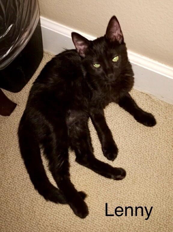 Enlarge Lenny, a Adoptable Domestic Short Hair in Tustin, CA image 2/3