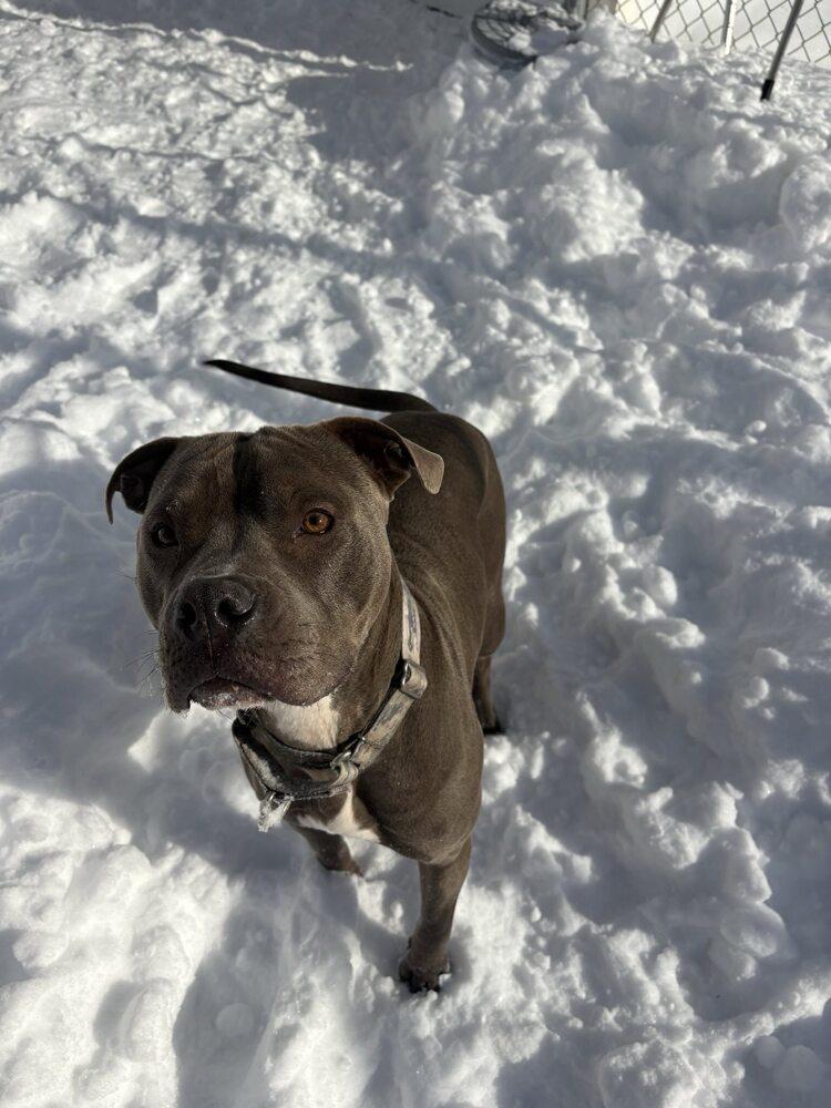 Cassius, Adoptable, Young Male Pit Bull Terrier.