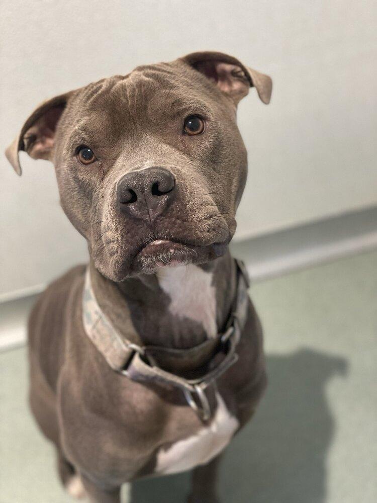 Enlarge Cassius, a Adoptable mixed breed in Trenton, ME image 2/3