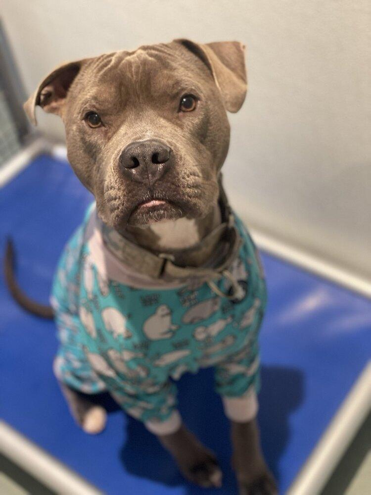 Enlarge Cassius, a Adoptable mixed breed in Trenton, ME image 3/3