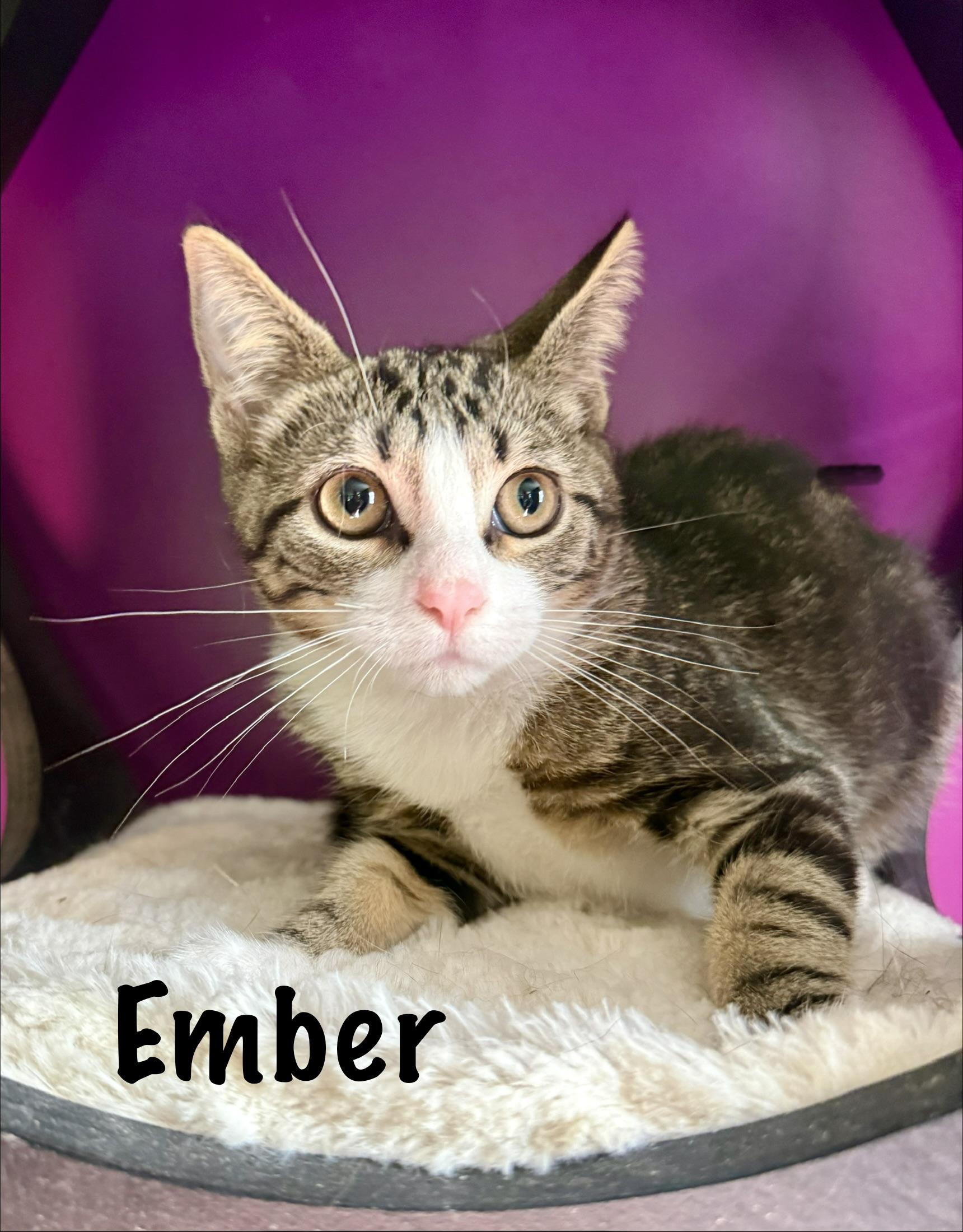 Ember, ADOPTABLE, Kitten Female Domestic Short Hair.
