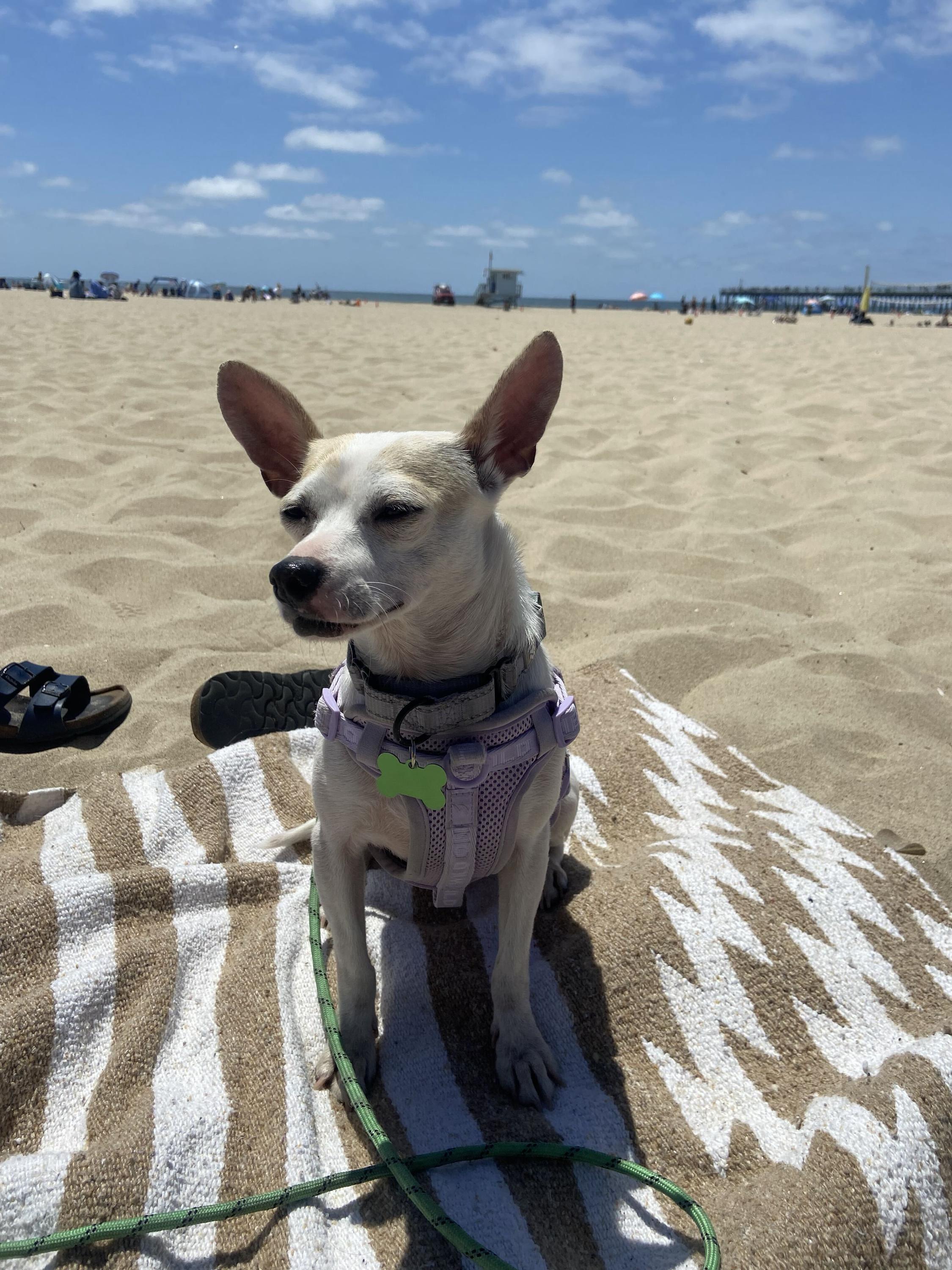 Blanca, an adoptable mixed breed in Los Angeles, CA image 3/6