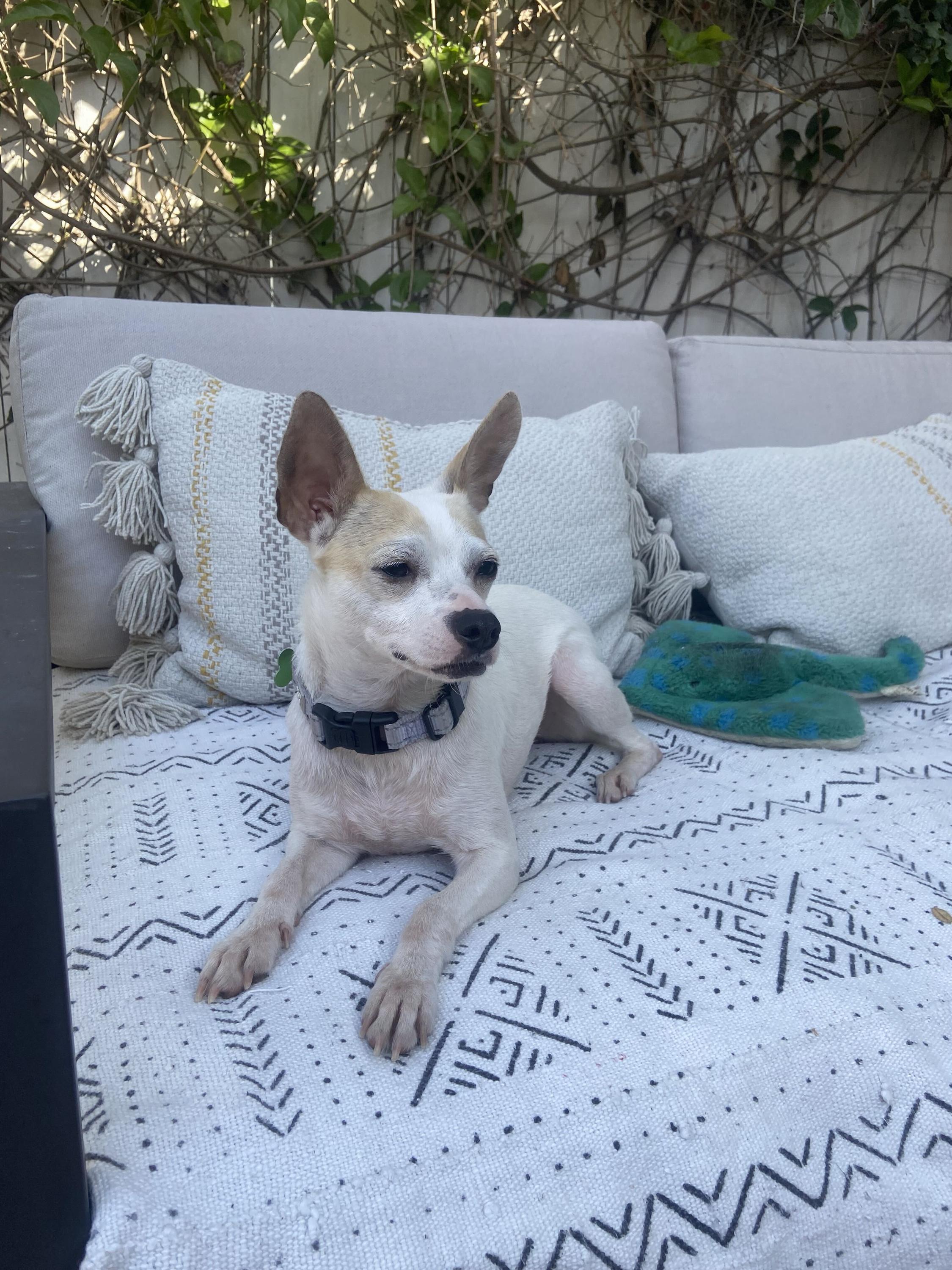 Blanca, an adoptable mixed breed in Los Angeles, CA image 4/6