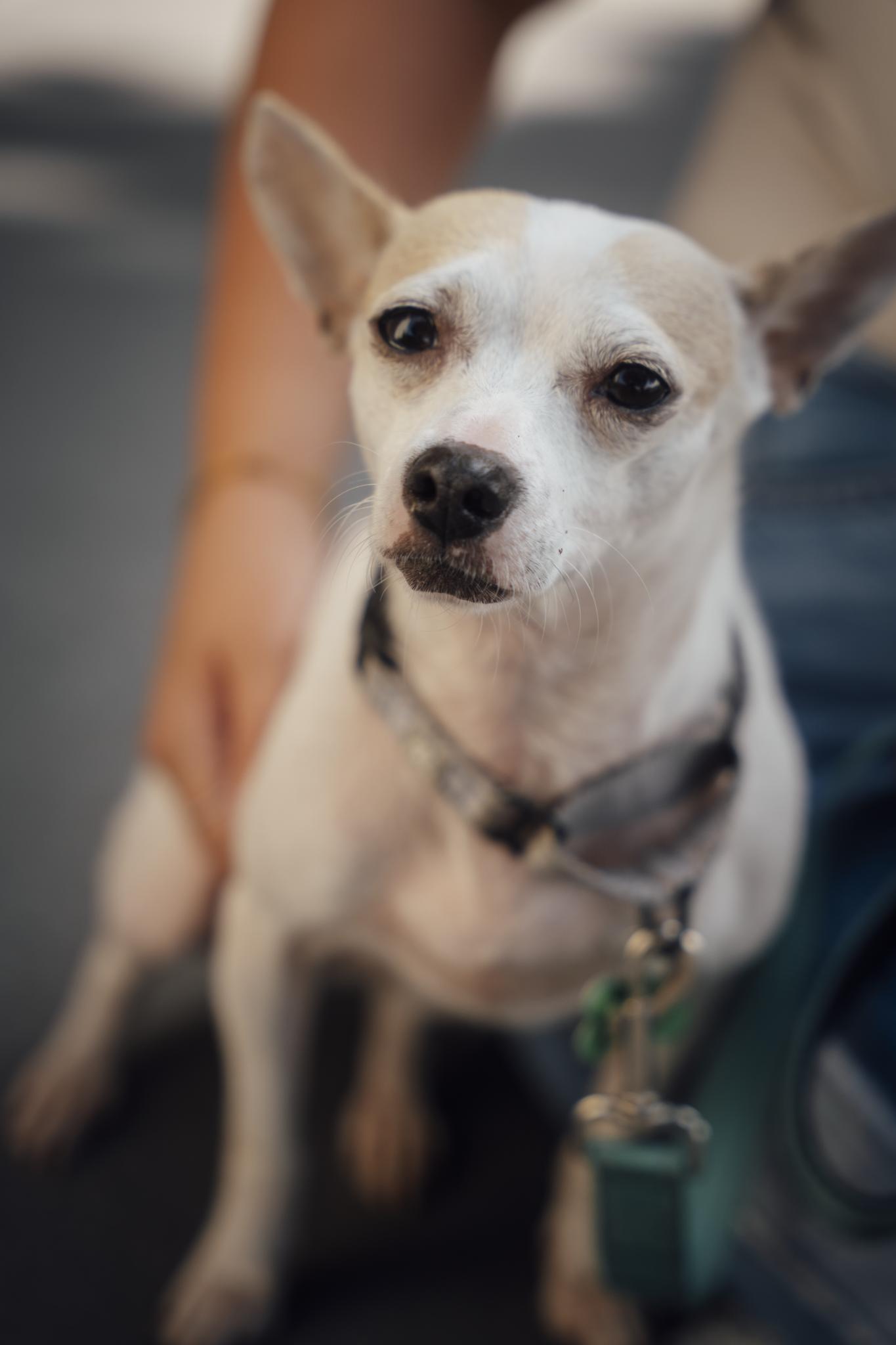 Blanca, adoptable, Young Female Chihuahua.