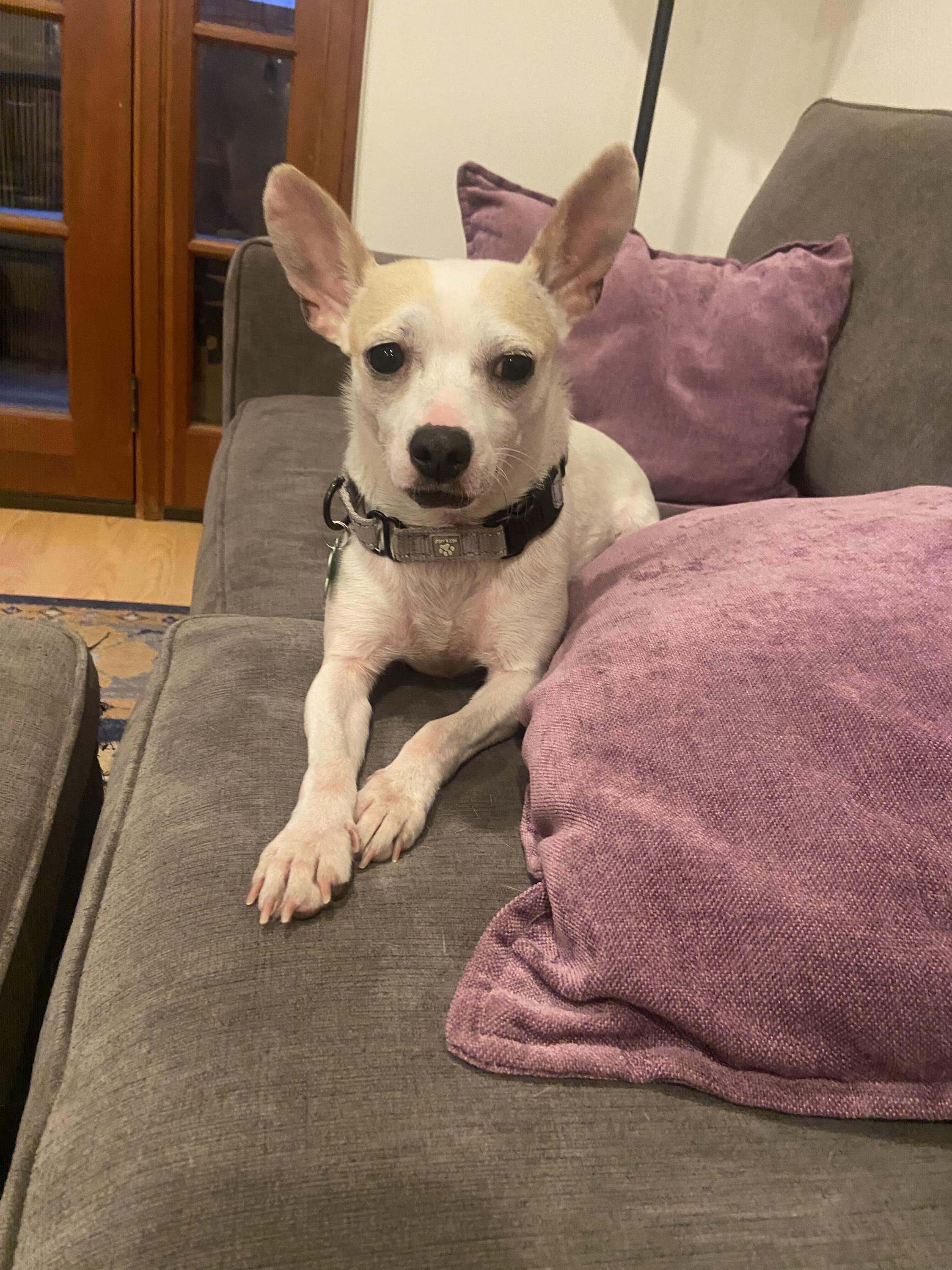 Blanca, an adoptable mixed breed in Los Angeles, CA image 2/6