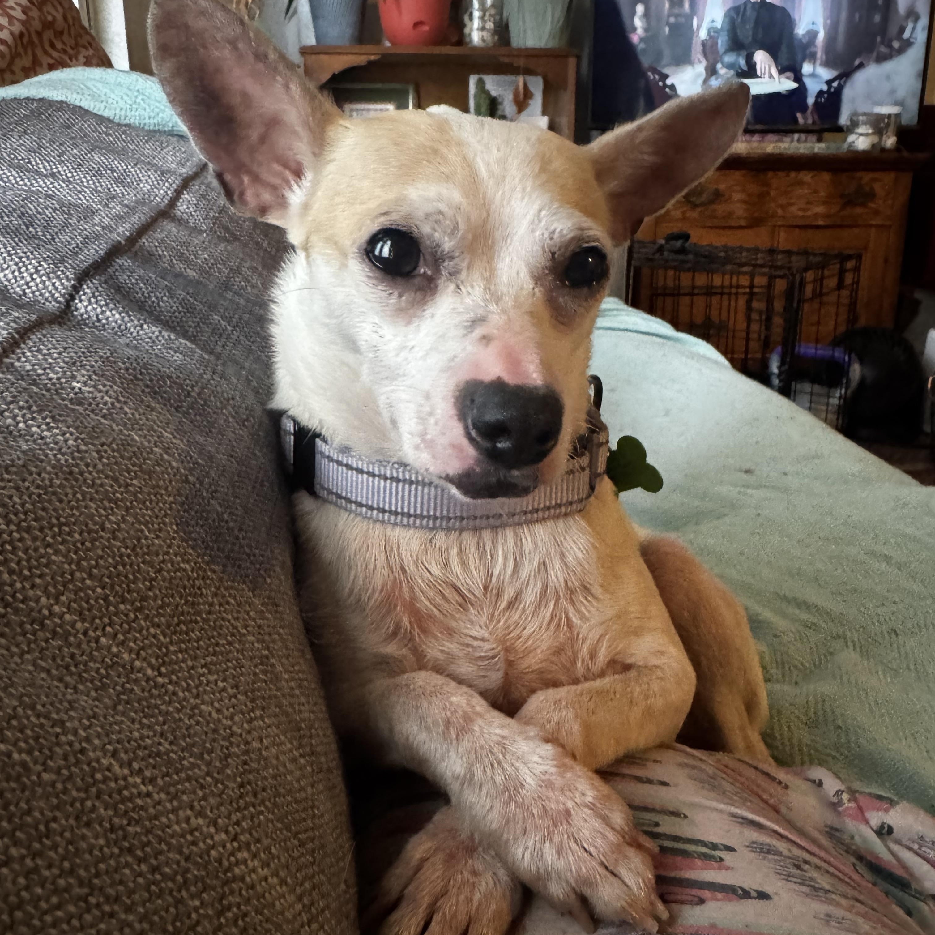 Blanca, adoptable, Young Female Chihuahua.