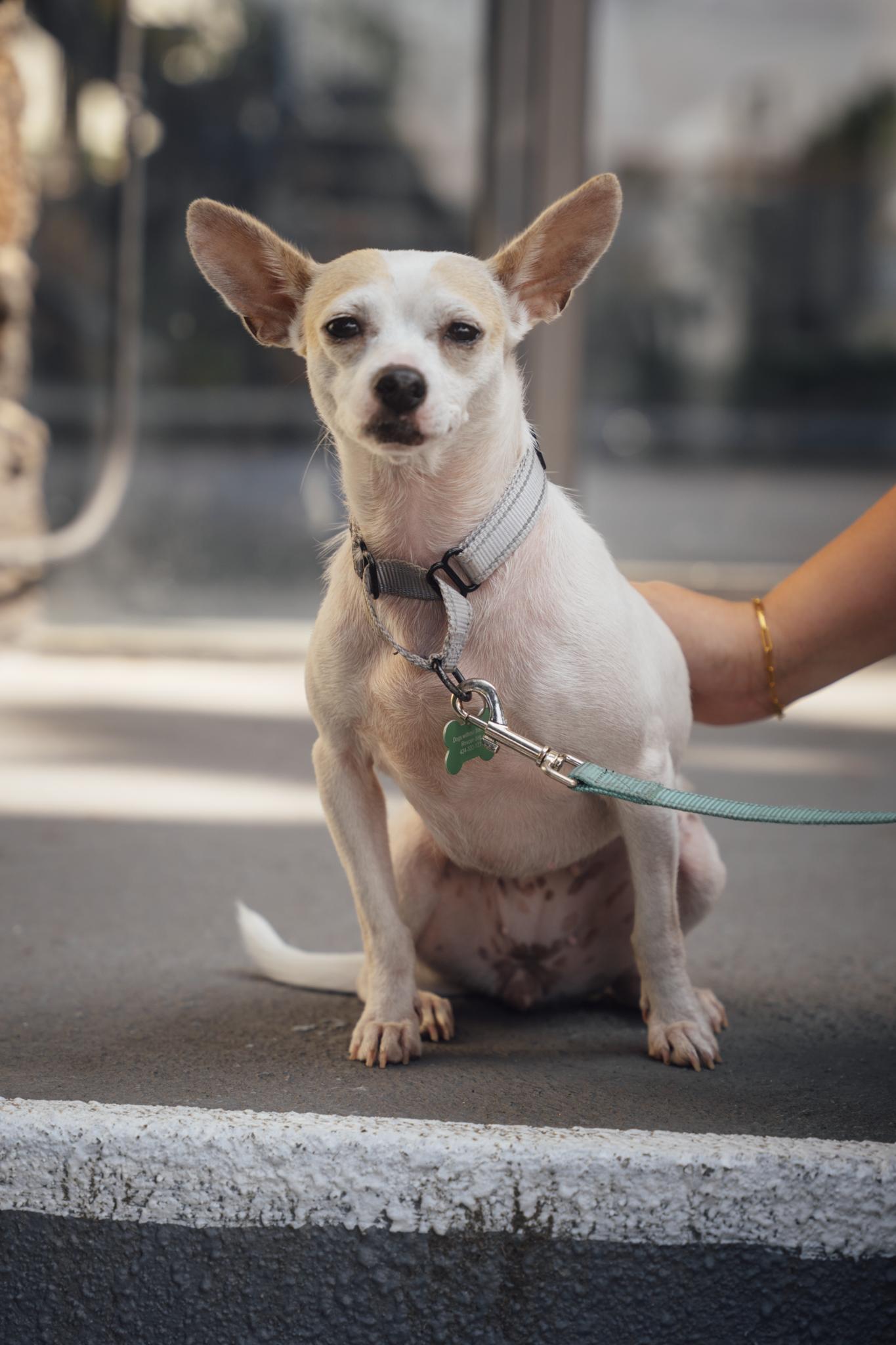 Enlarge Blanca, an adoptable mixed breed in Los Angeles, CA image 6/6