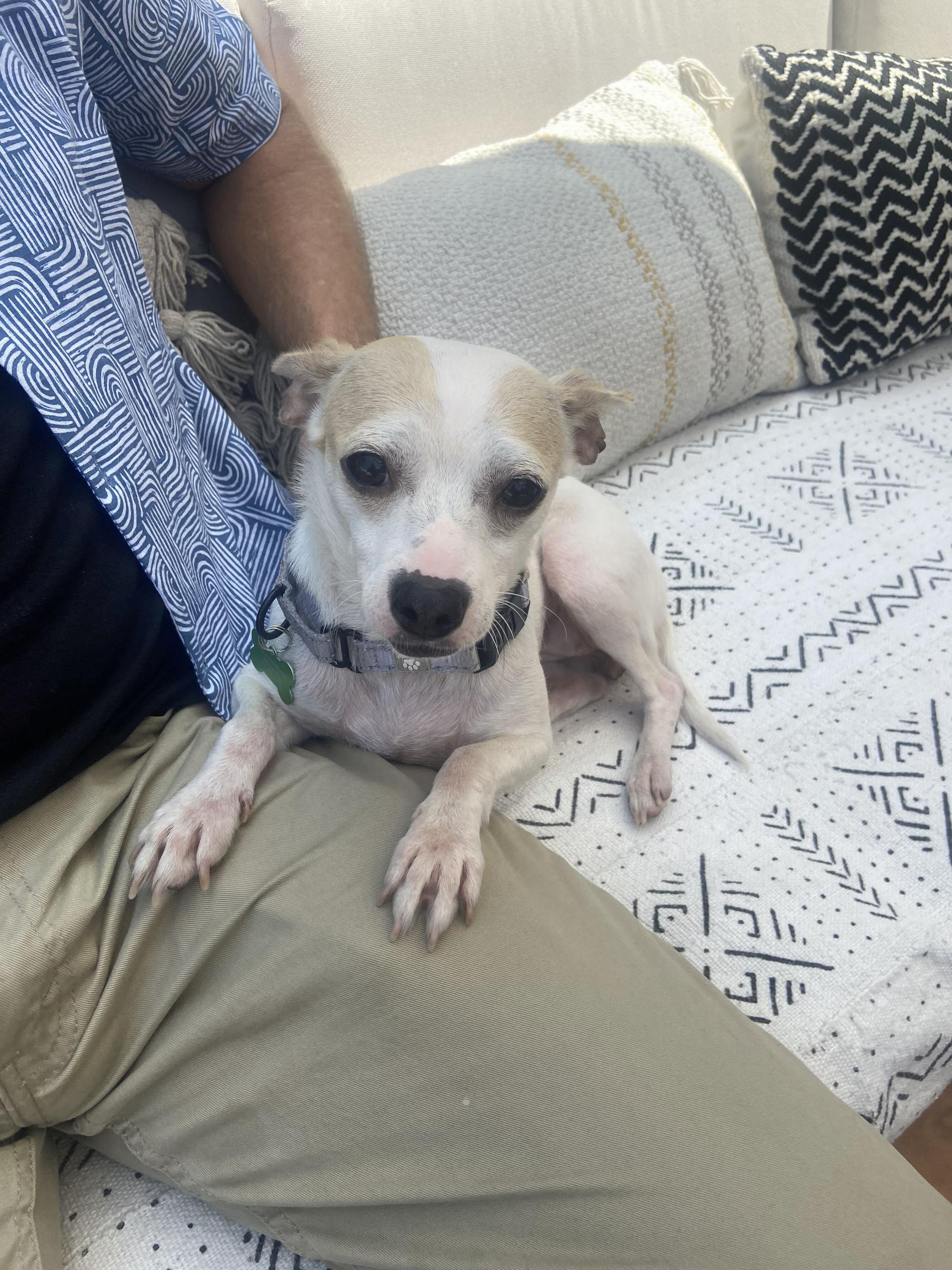 Blanca, an adoptable mixed breed in Los Angeles, CA image 6/6