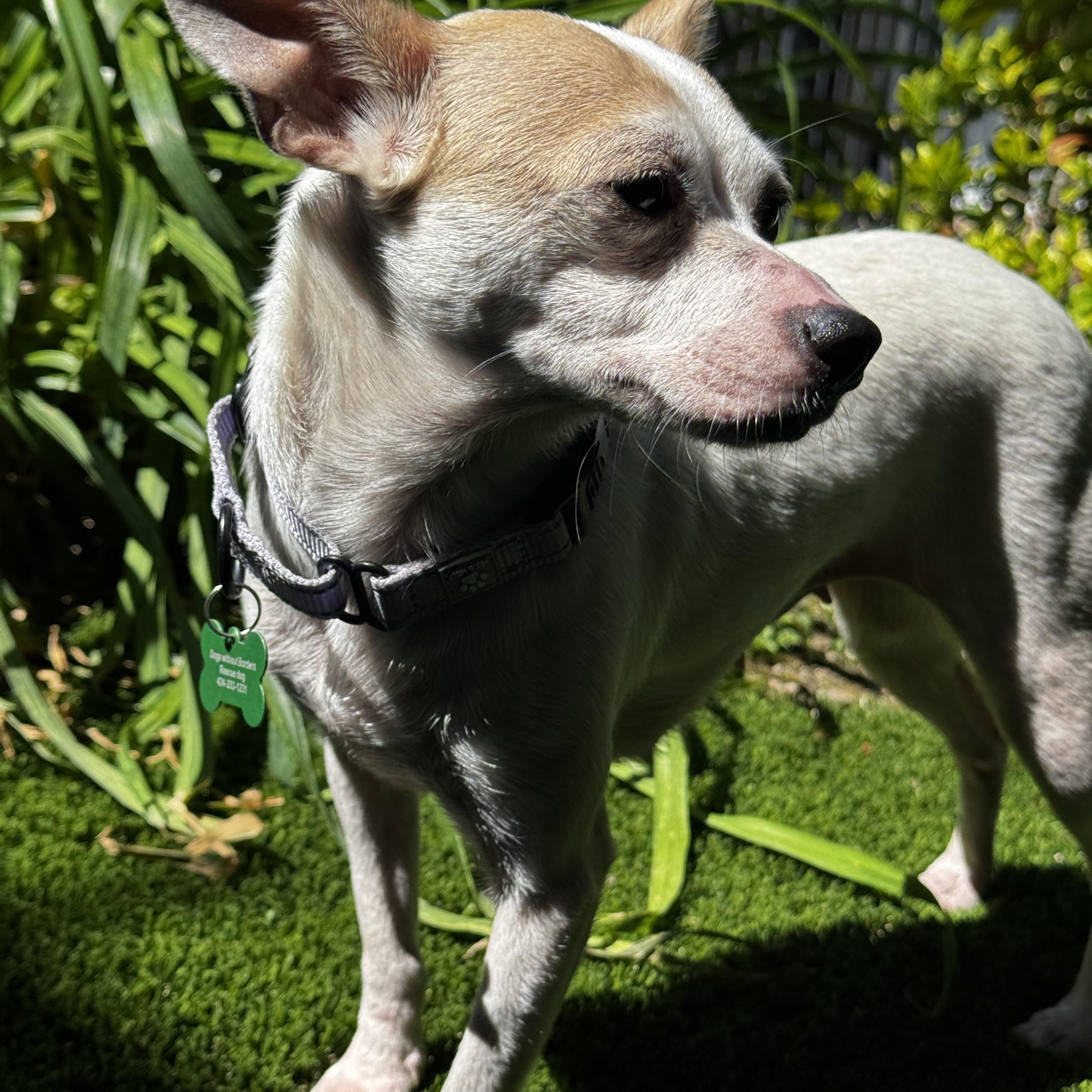 Blanca, an adoptable mixed breed in Los Angeles, CA image 5/6