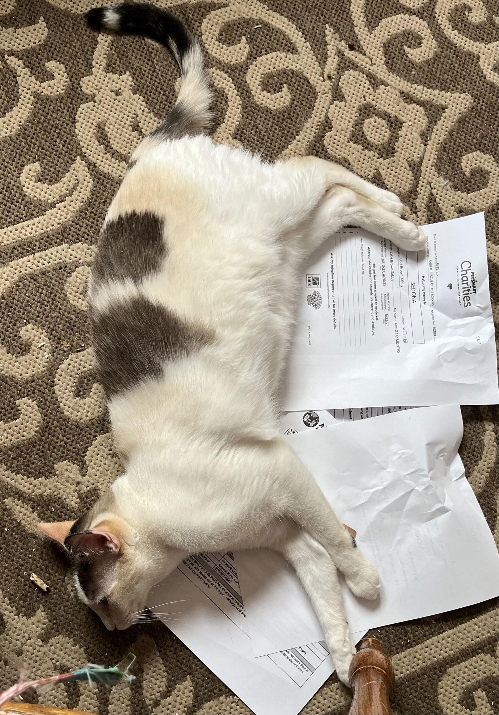 Zut (Grand Junction), Adoptable, Adult Female Siamese.