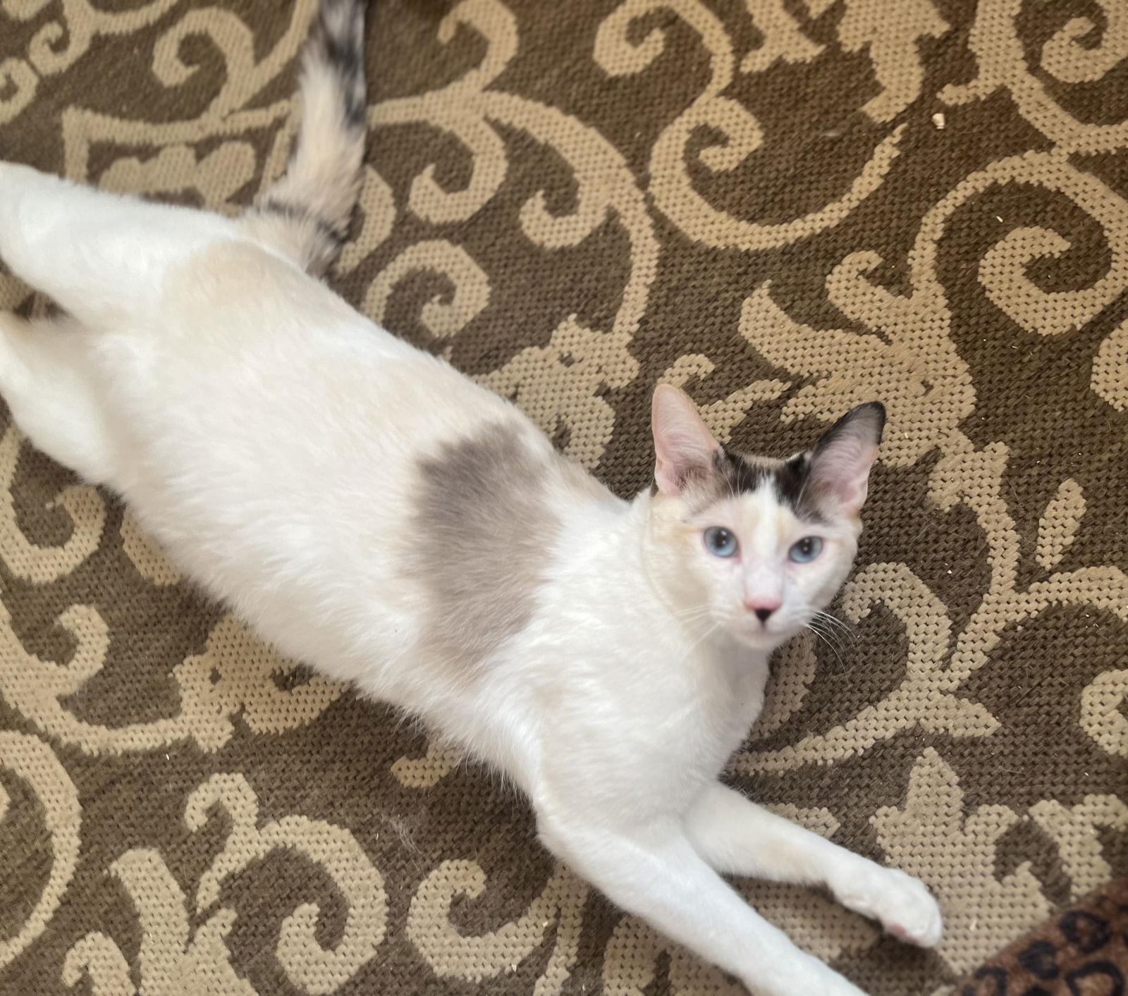 Enlarge Zut (Grand Junction), a Adoptable Siamese in Aurora, CO image 2/3