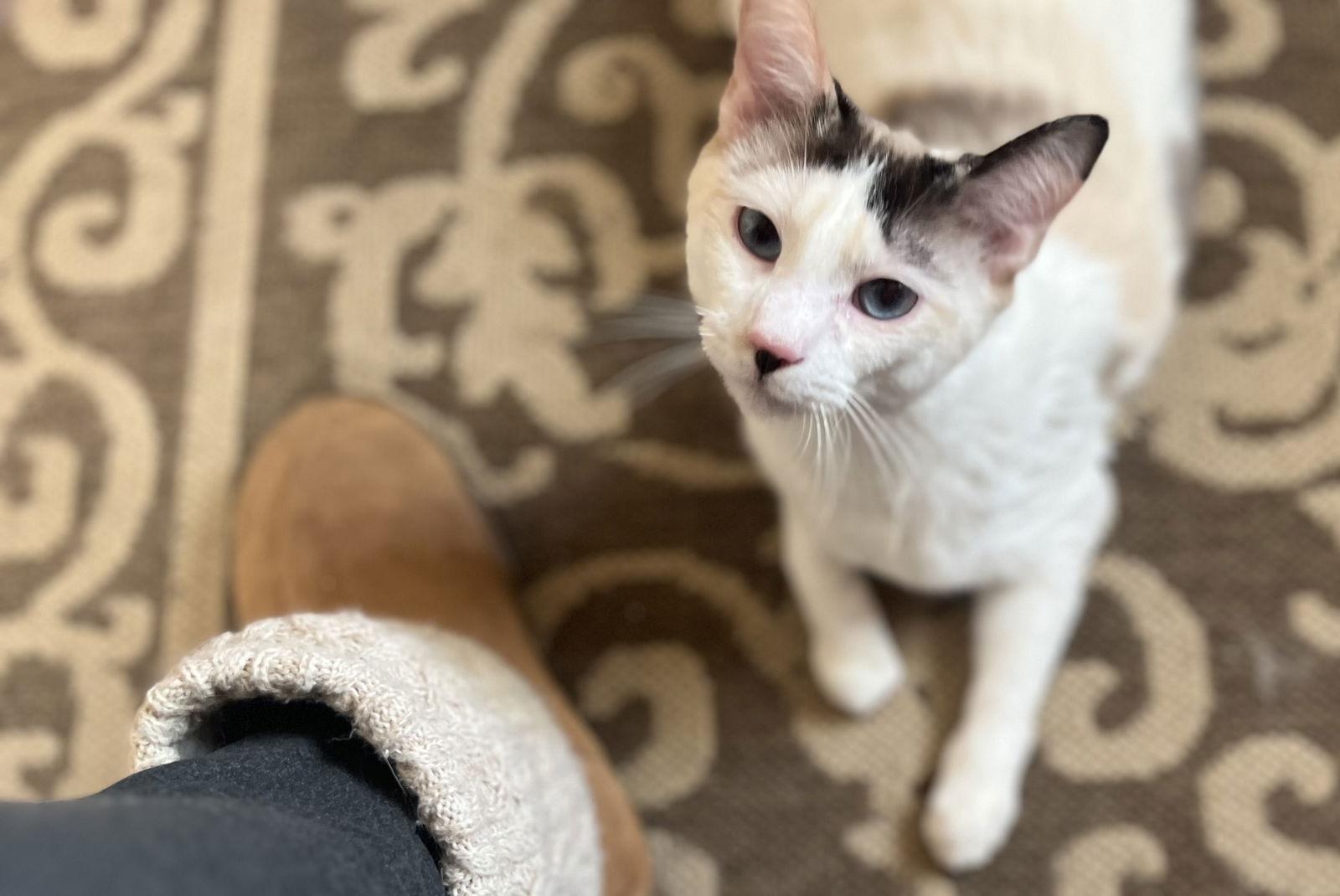 Enlarge Zut (Grand Junction), a Adoptable Siamese in Aurora, CO image 3/3
