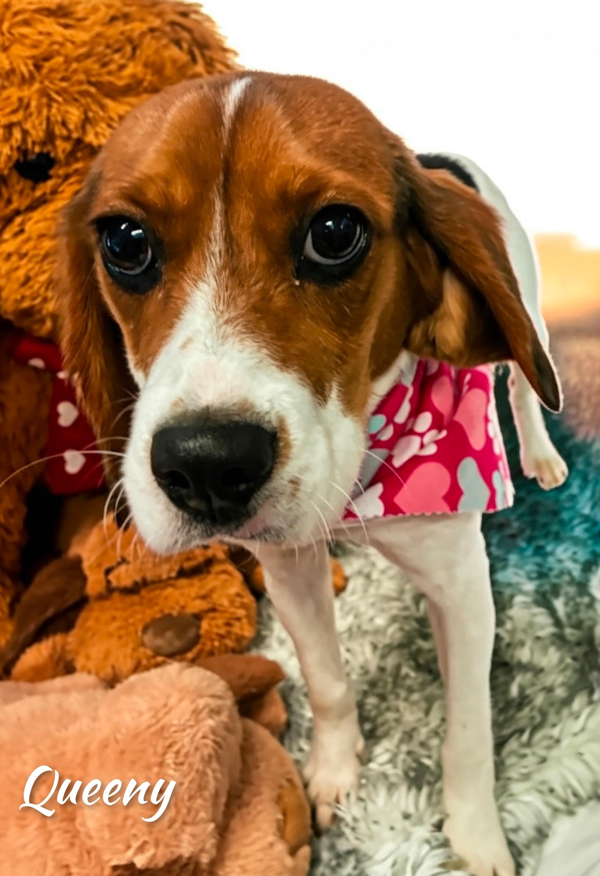 Enlarge Queeny, a Adoptable mixed breed in Fredericksburg, VA image 5/6
