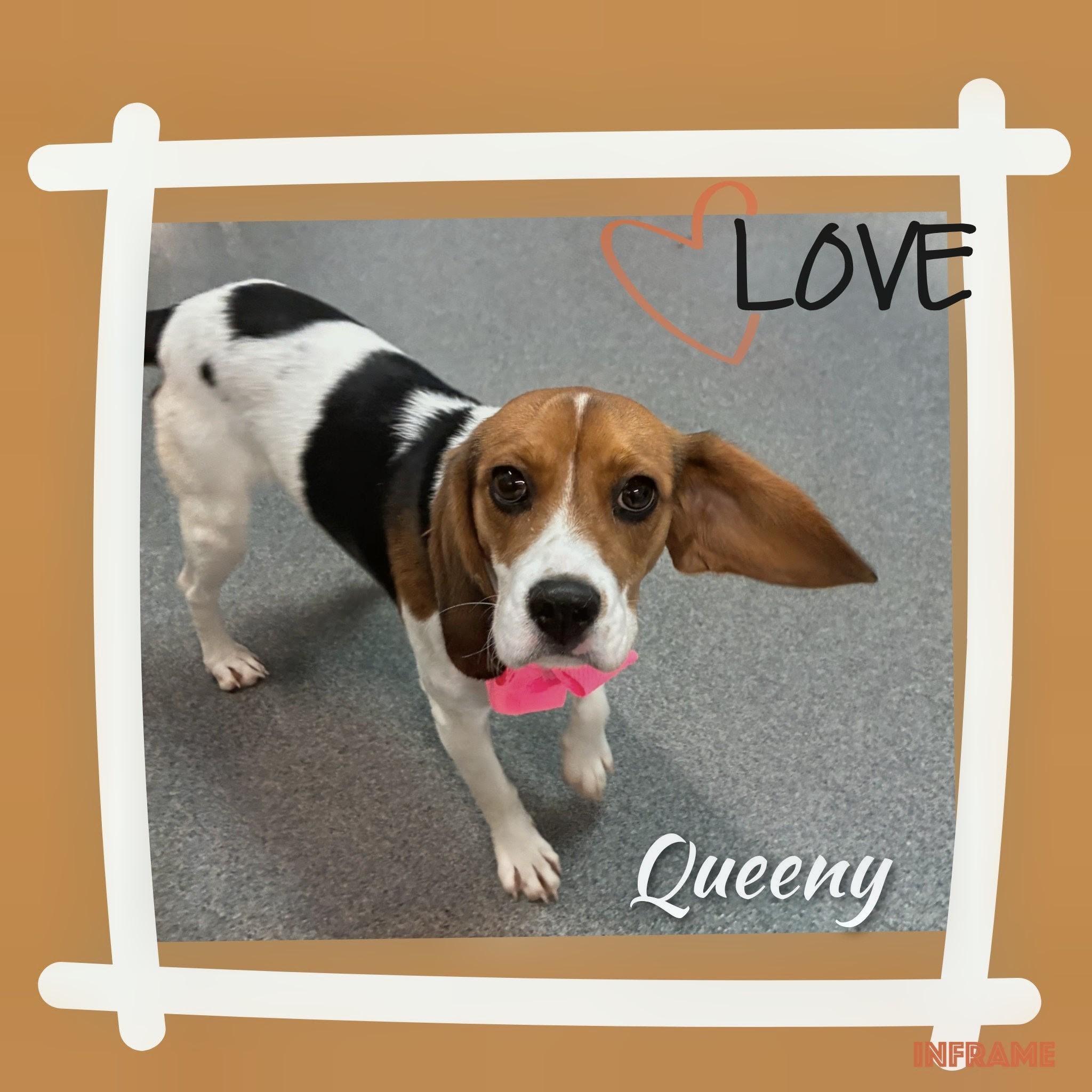 Enlarge Queeny, a Adoptable mixed breed in Fredericksburg, VA image 3/6