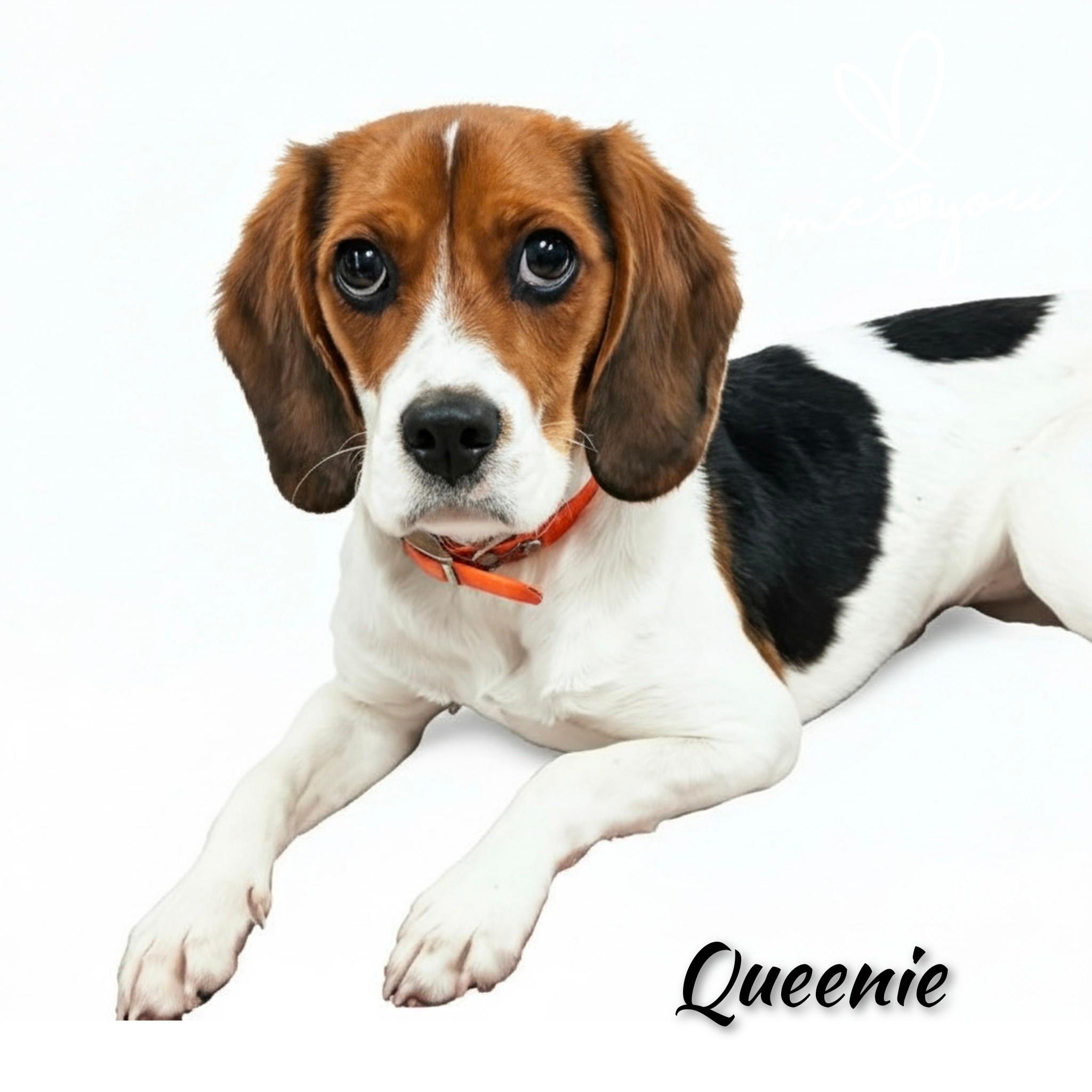 Enlarge Queeny, a Adoptable mixed breed in Fredericksburg, VA image 2/6