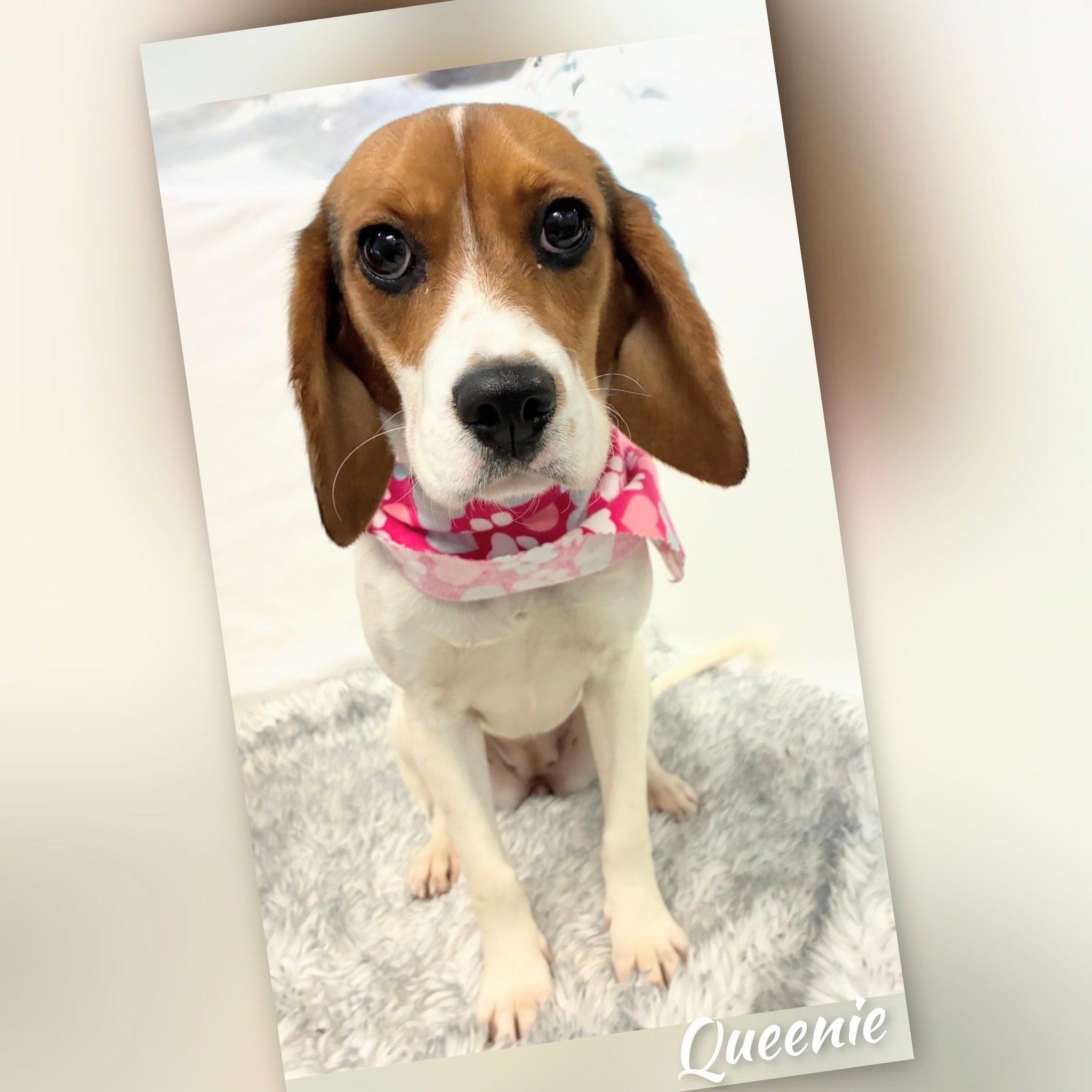 Queeny, Adoptable, Puppy Female Cavalier King Charles Spaniel & Beagle.