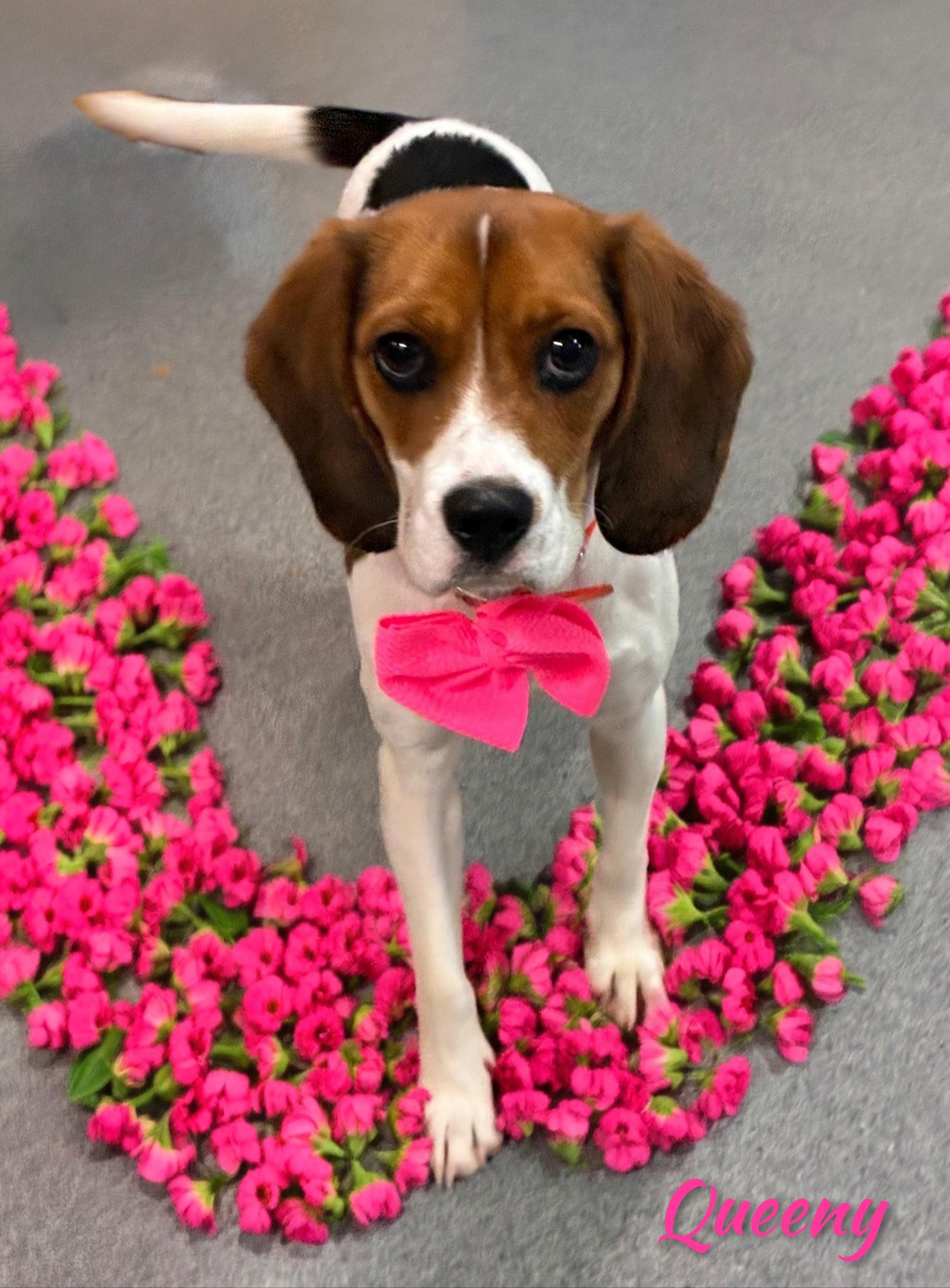 Enlarge Queeny, a Adoptable mixed breed in Fredericksburg, VA image 4/6