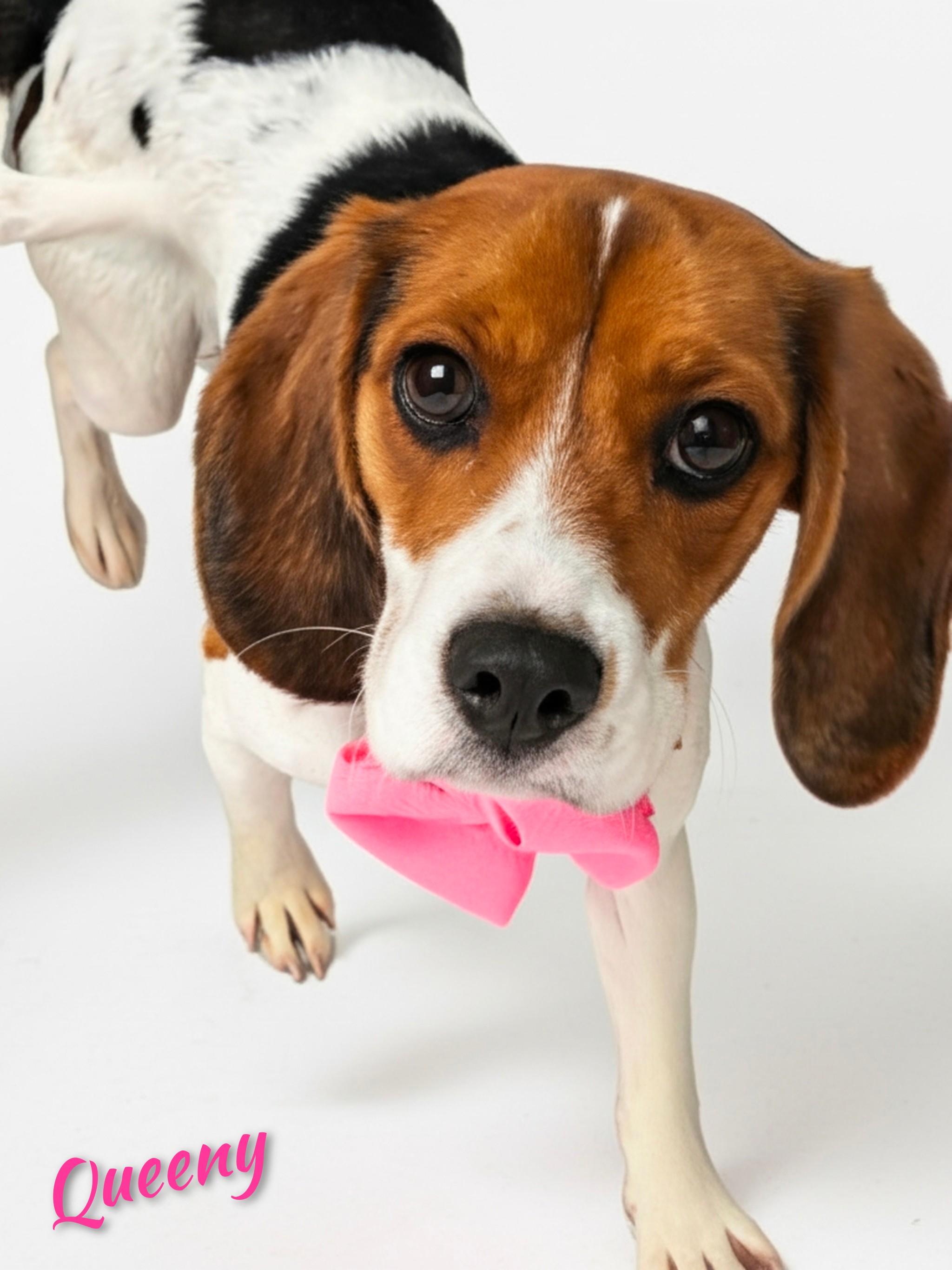 Enlarge Queeny, a Adoptable mixed breed in Fredericksburg, VA image 6/6