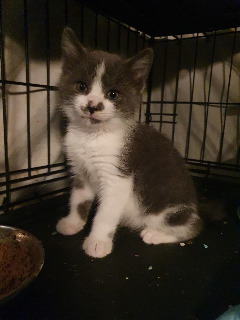 Olive, Adoptable, Young Female Domestic Short Hair.