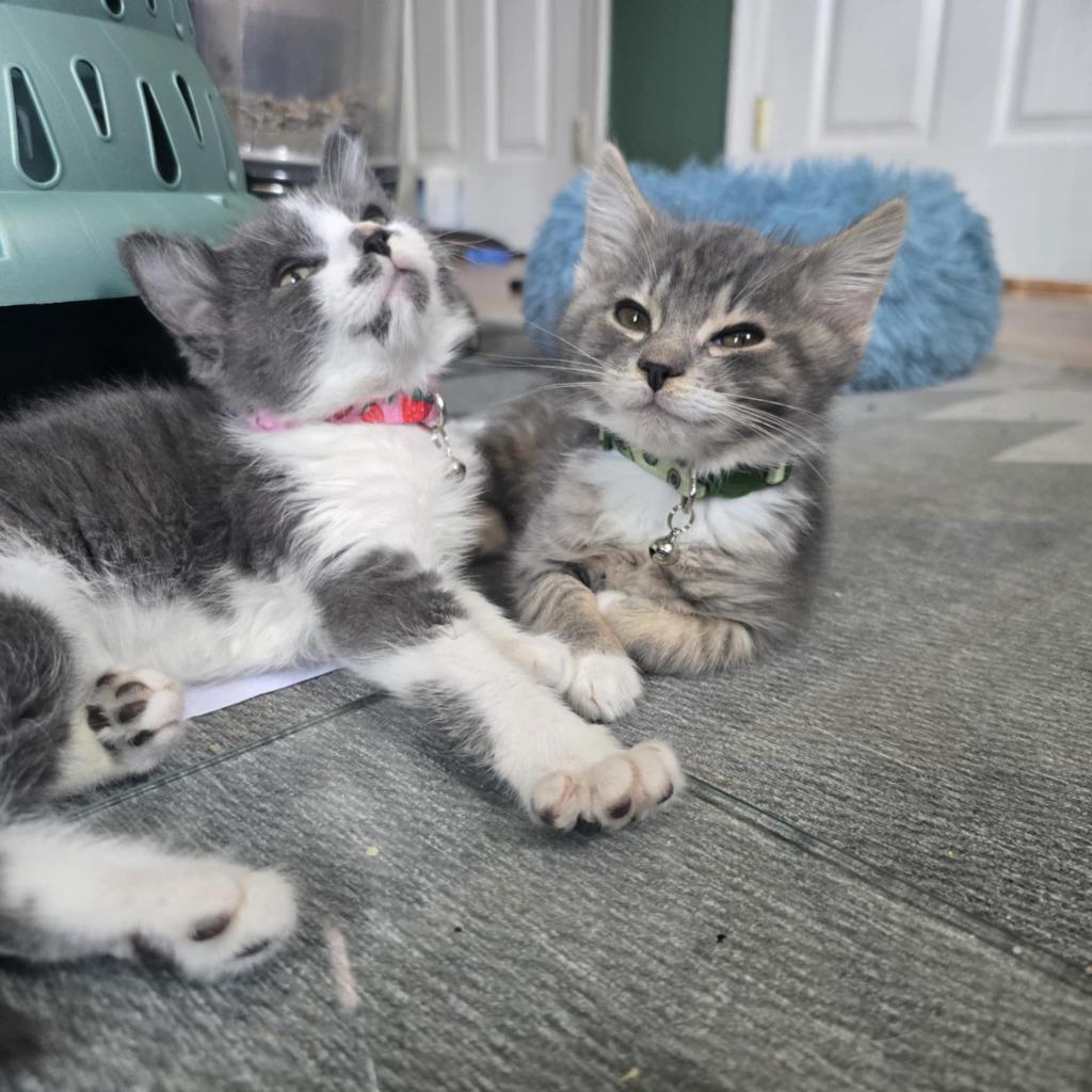 Enlarge Olive, a Adoptable mixed breed in Parkville, MD image 2/3