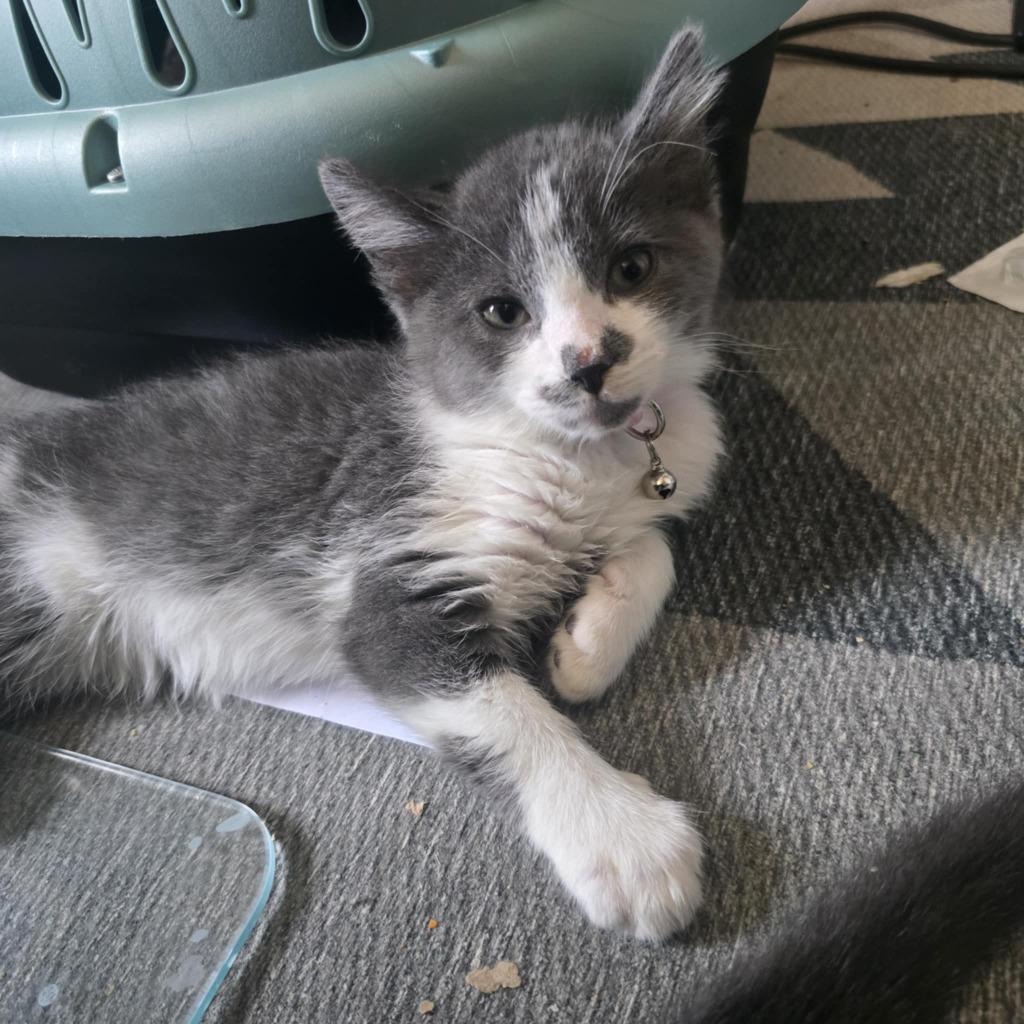 Enlarge Olive, a Adoptable mixed breed in Parkville, MD image 3/3