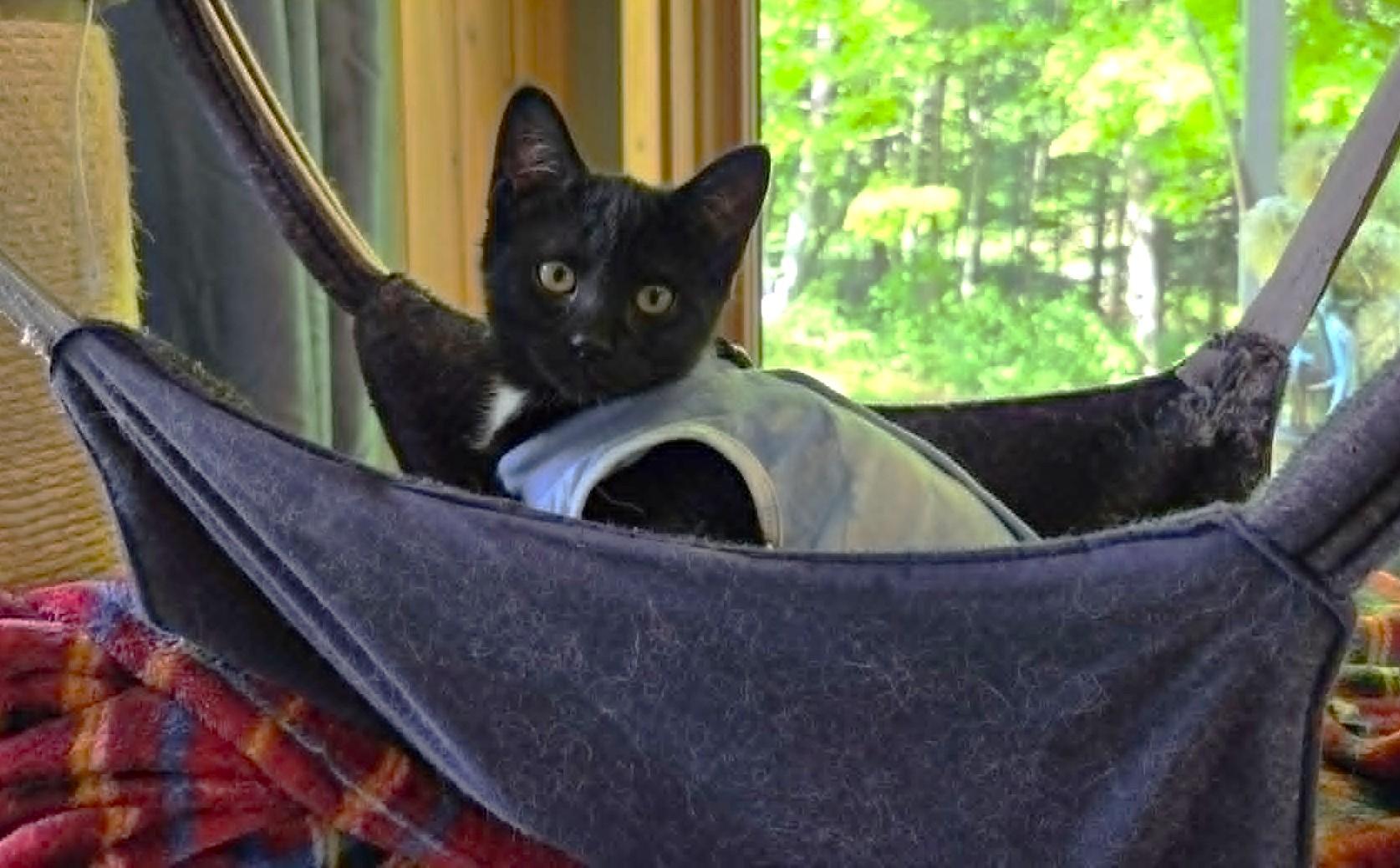 Tagliatelle, a ADOPTABLE Domestic Short Hair in Chertsey, QC image 2/6