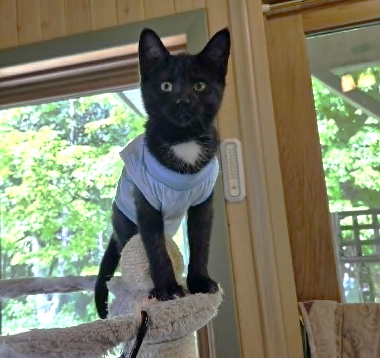 Tagliatelle, a ADOPTABLE Domestic Short Hair in Chertsey, QC image 3/6