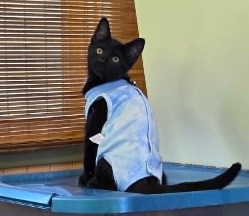 Tagliatelle, a ADOPTABLE Domestic Short Hair in Chertsey, QC image 1/6