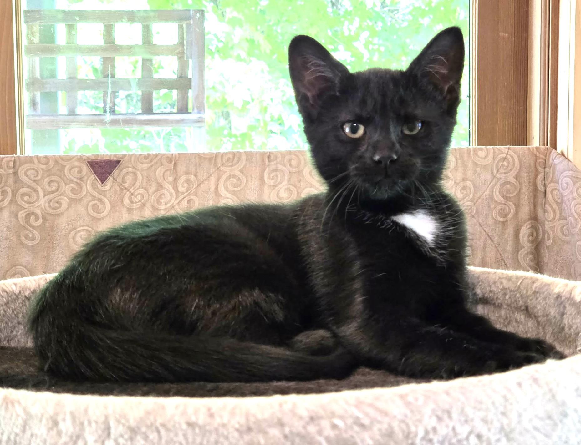 Tagliatelle, a ADOPTABLE Domestic Short Hair in Chertsey, QC image 6/6