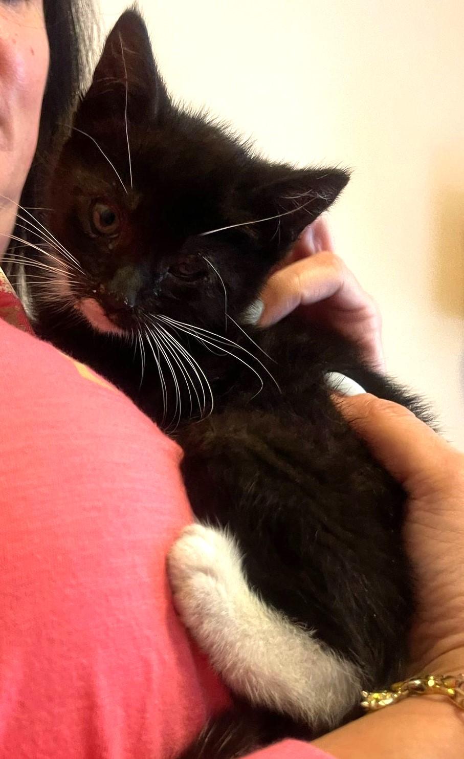 Gino Domestic Short Hair Cat