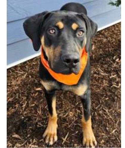 Raylan, Adoptable, Adult Male Doberman Pinscher & Coonhound.