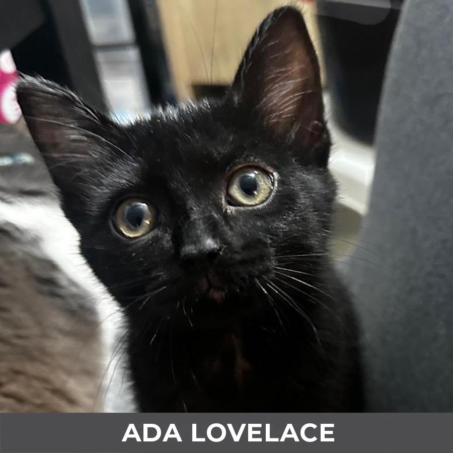 Ada Lovelace, adopted, Kitten Female Domestic Short Hair.