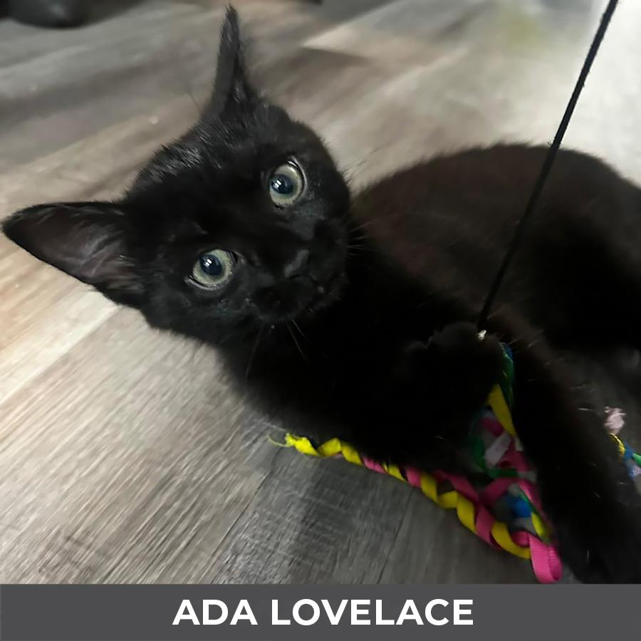 Ada Lovelace, an adopted Domestic Short Hair in Etobicoke, ON image 2/3