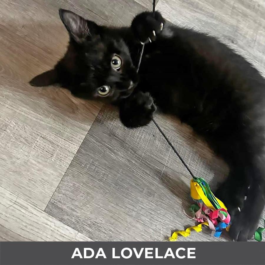 Ada Lovelace, an adopted Domestic Short Hair in Etobicoke, ON image 3/3