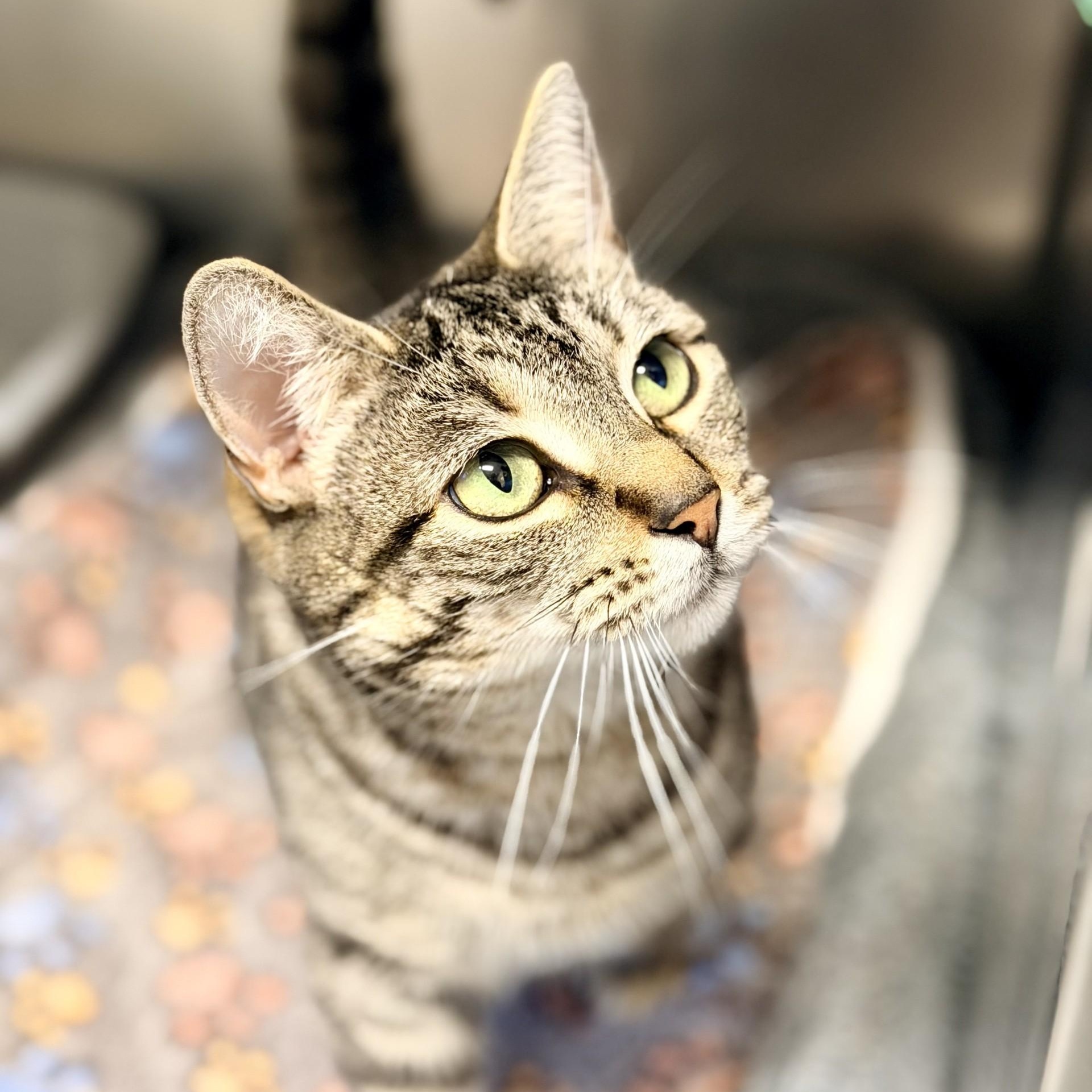 Gracie, adopted, Adult Female Domestic Short Hair.