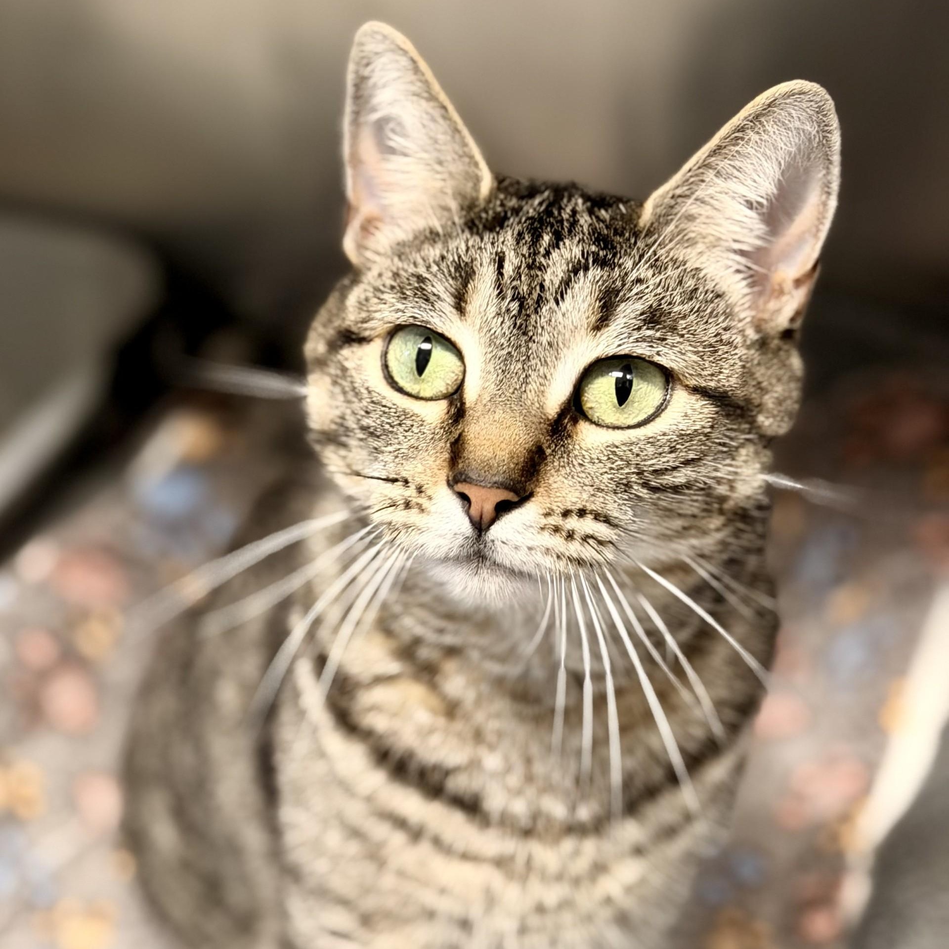 Enlarge Gracie, an adopted Domestic Short Hair in Manahawkin, NJ image 2/2