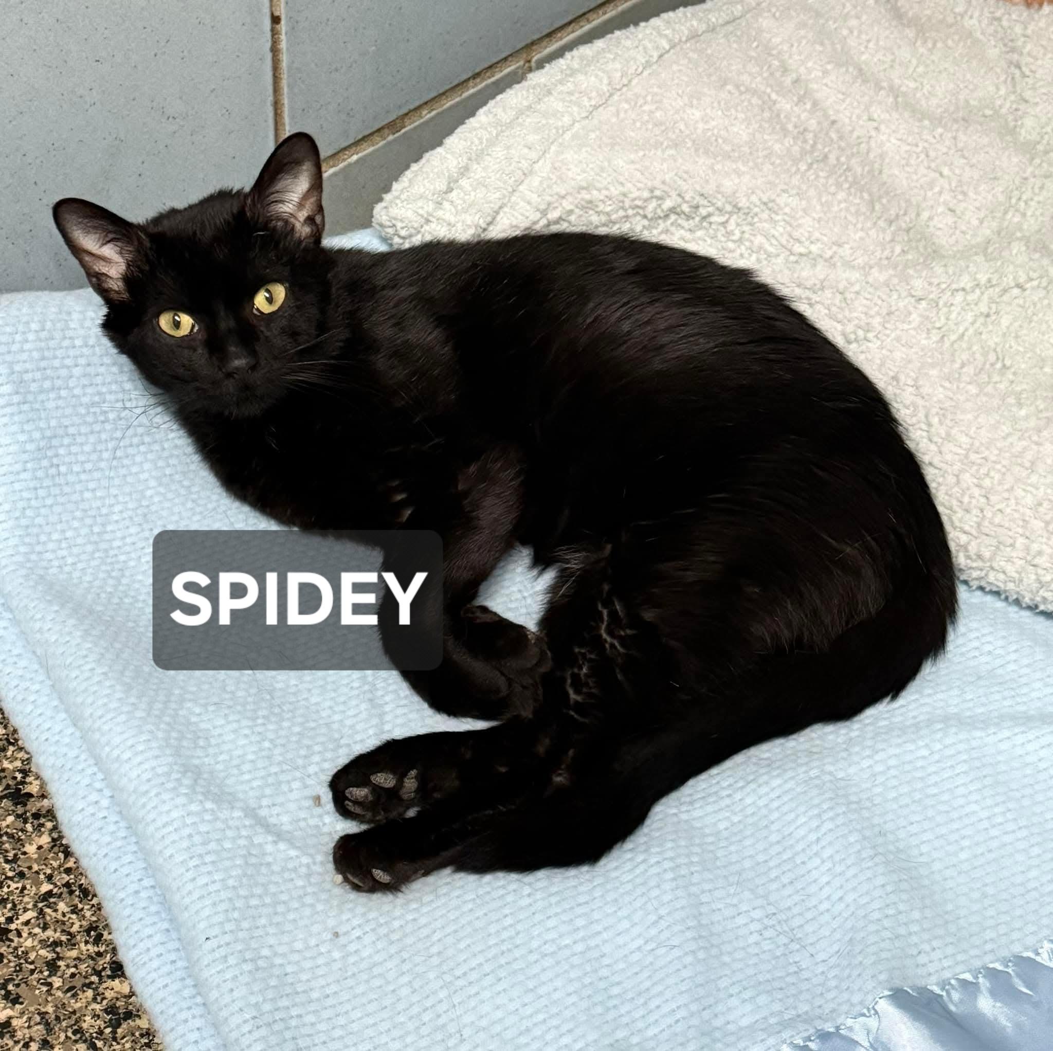Spidey, Adoptable, Adult Male Domestic Short Hair.