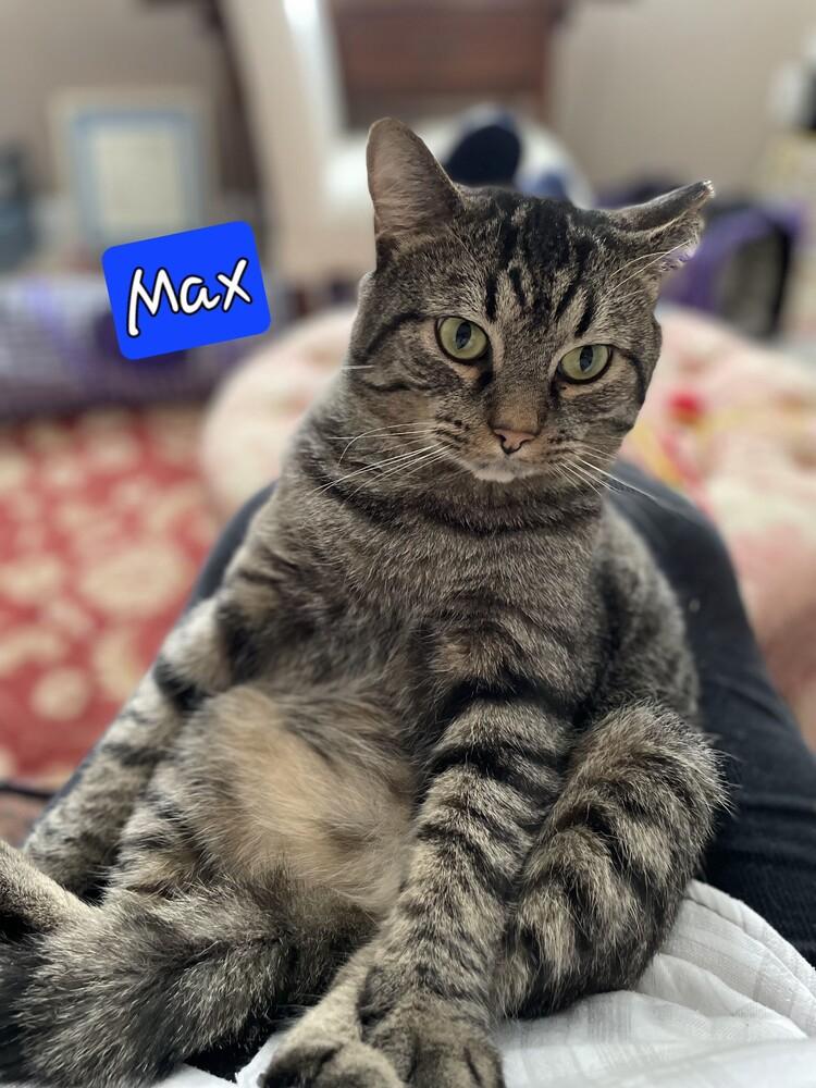 Enlarge Max, a Adoptable mixed breed in Jessup, MD image 2/3