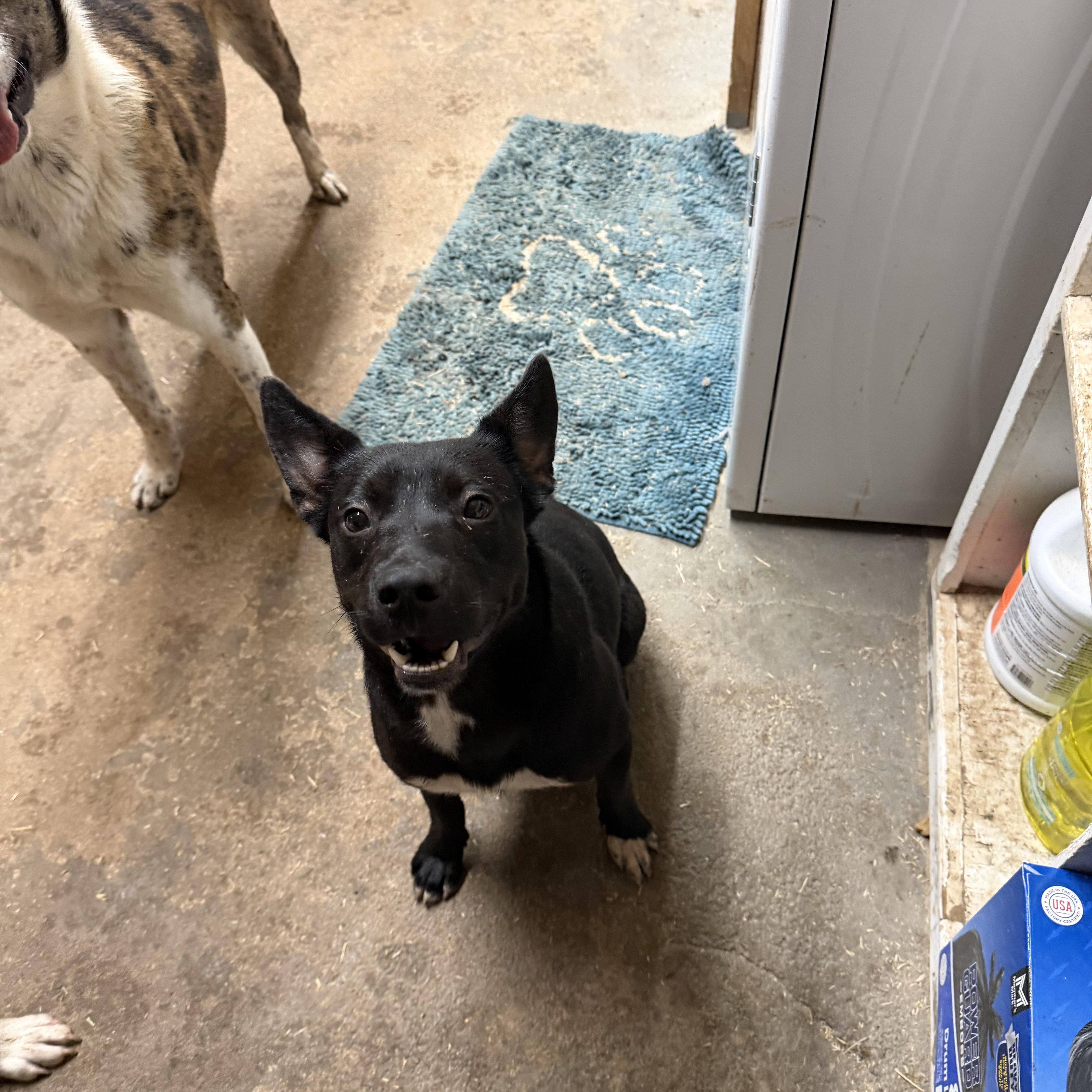 Enlarge Milo, a ADOPTABLE mixed breed in Geronimo, OK image 4/4